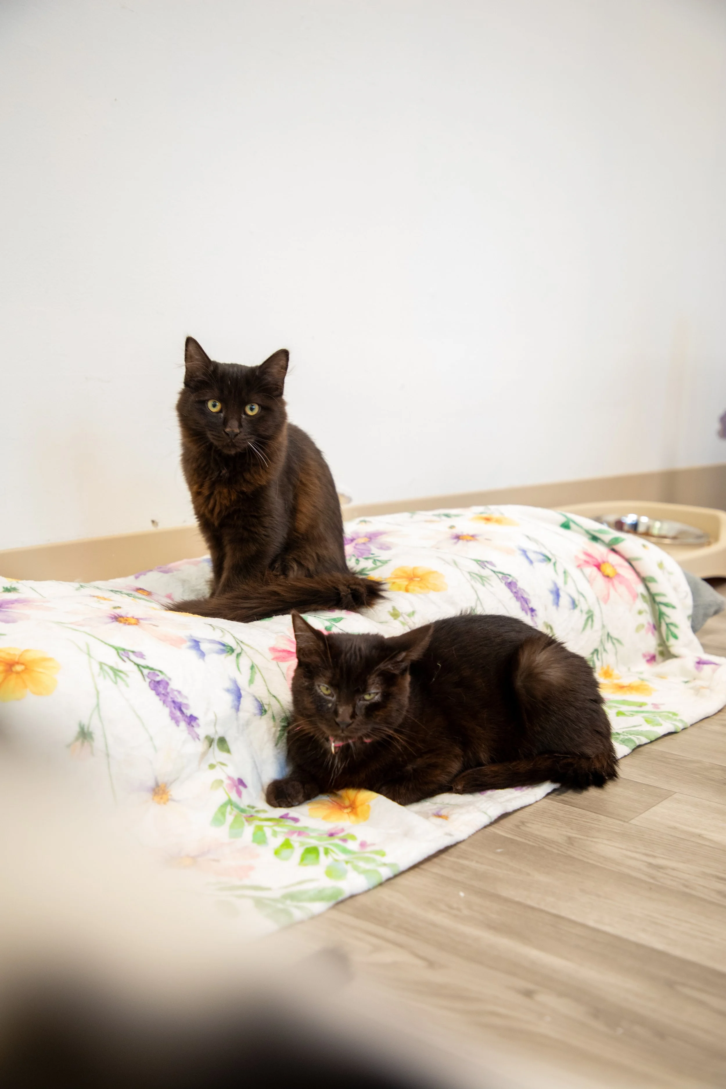 Will Locke Pet Photography- Hope For Life 12:28:2025 31.jpg