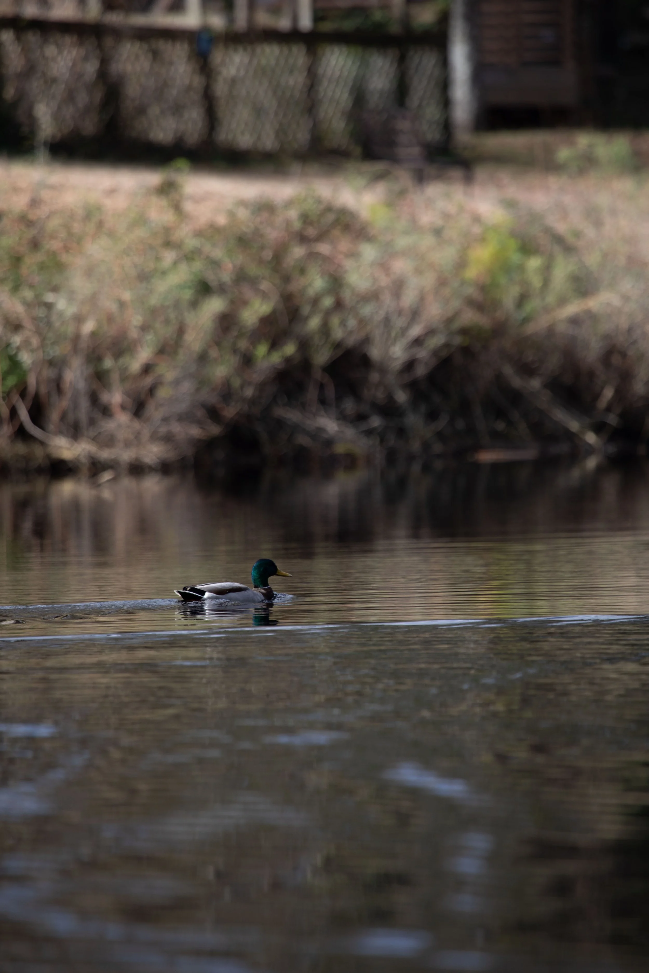 1:10 Duck at Seashore State Park.jpg
