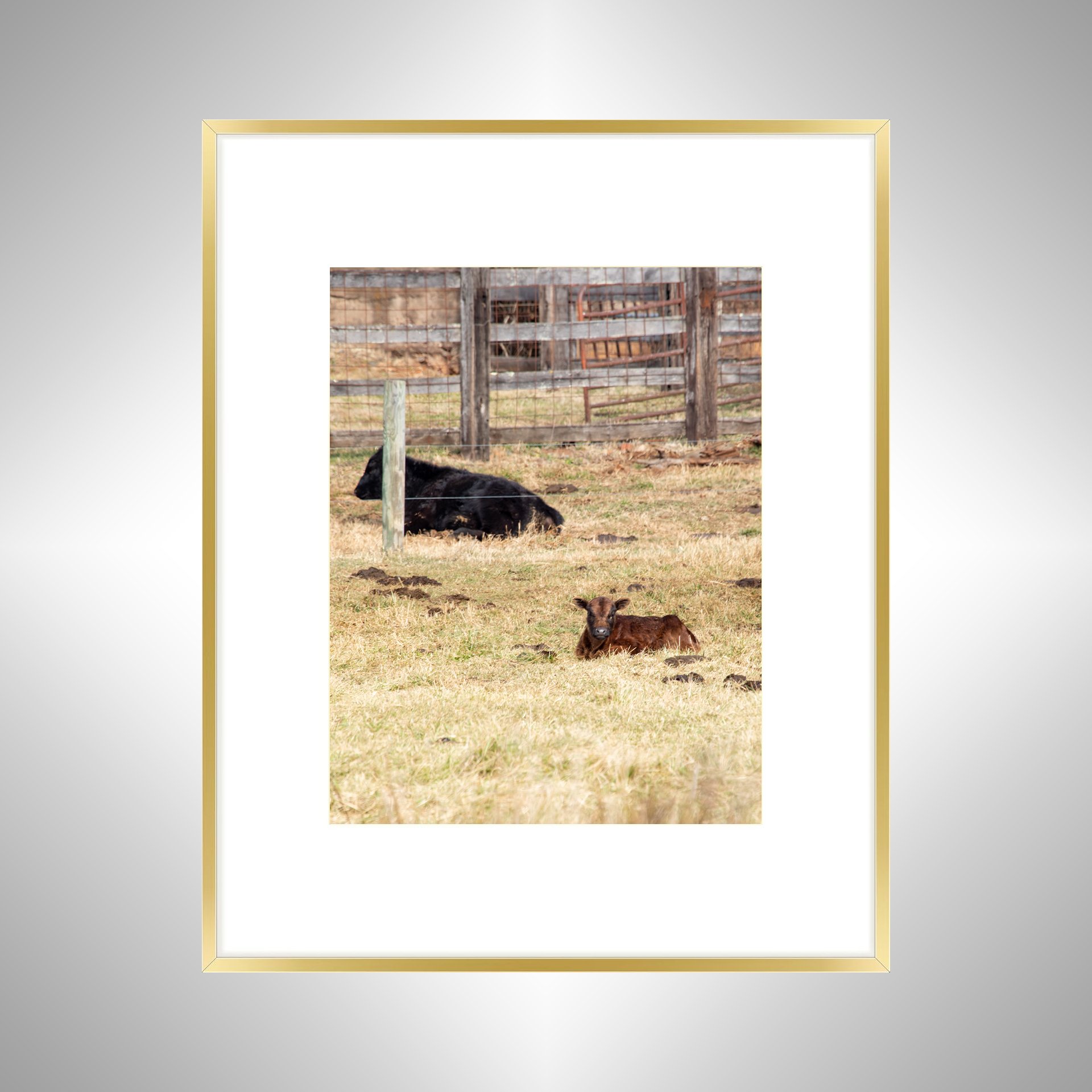 1:1 Calf Lying- Gold Metal w: Border.jpg