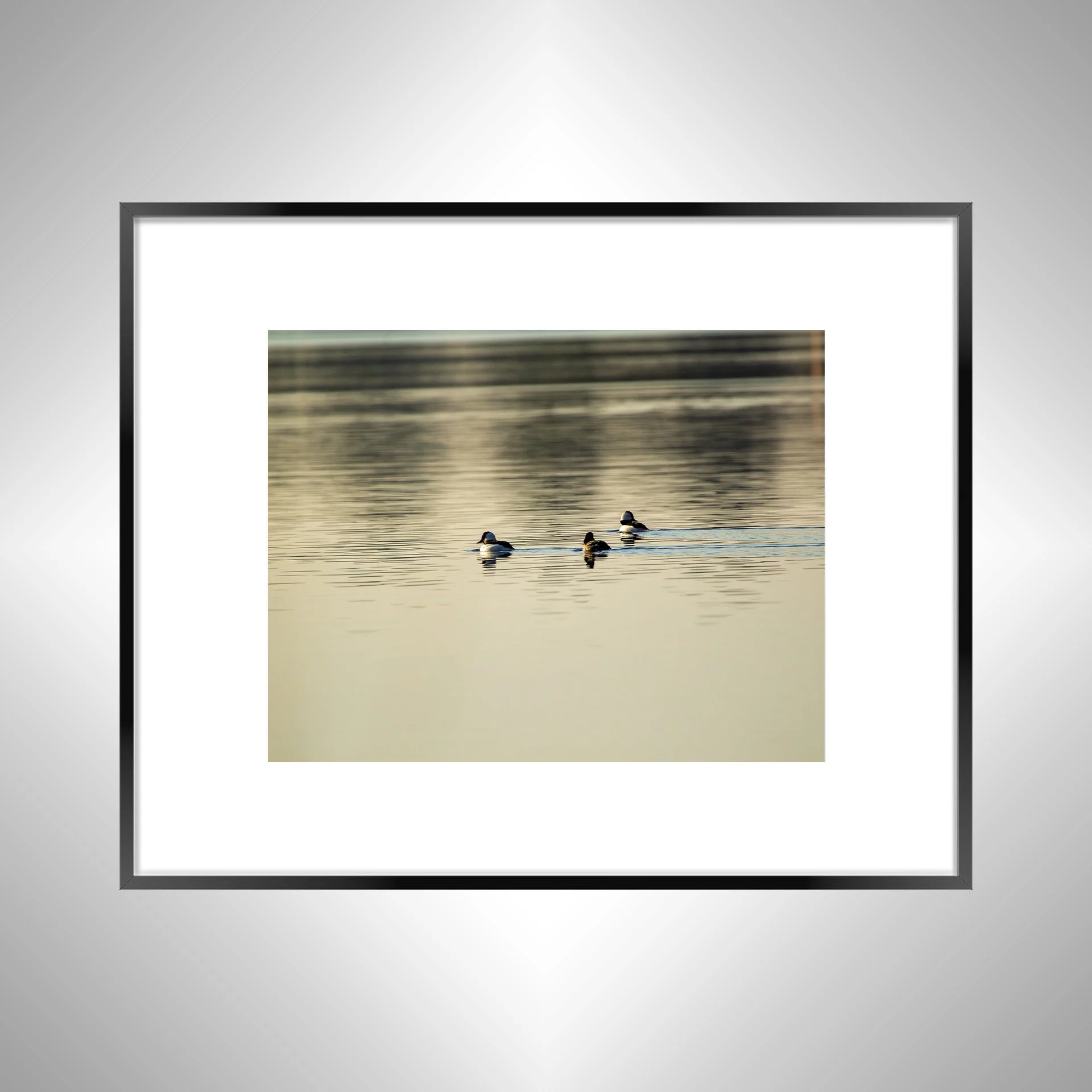 1:1 Bufflehead Family on Lafayette- Black Metal w: Border.jpg