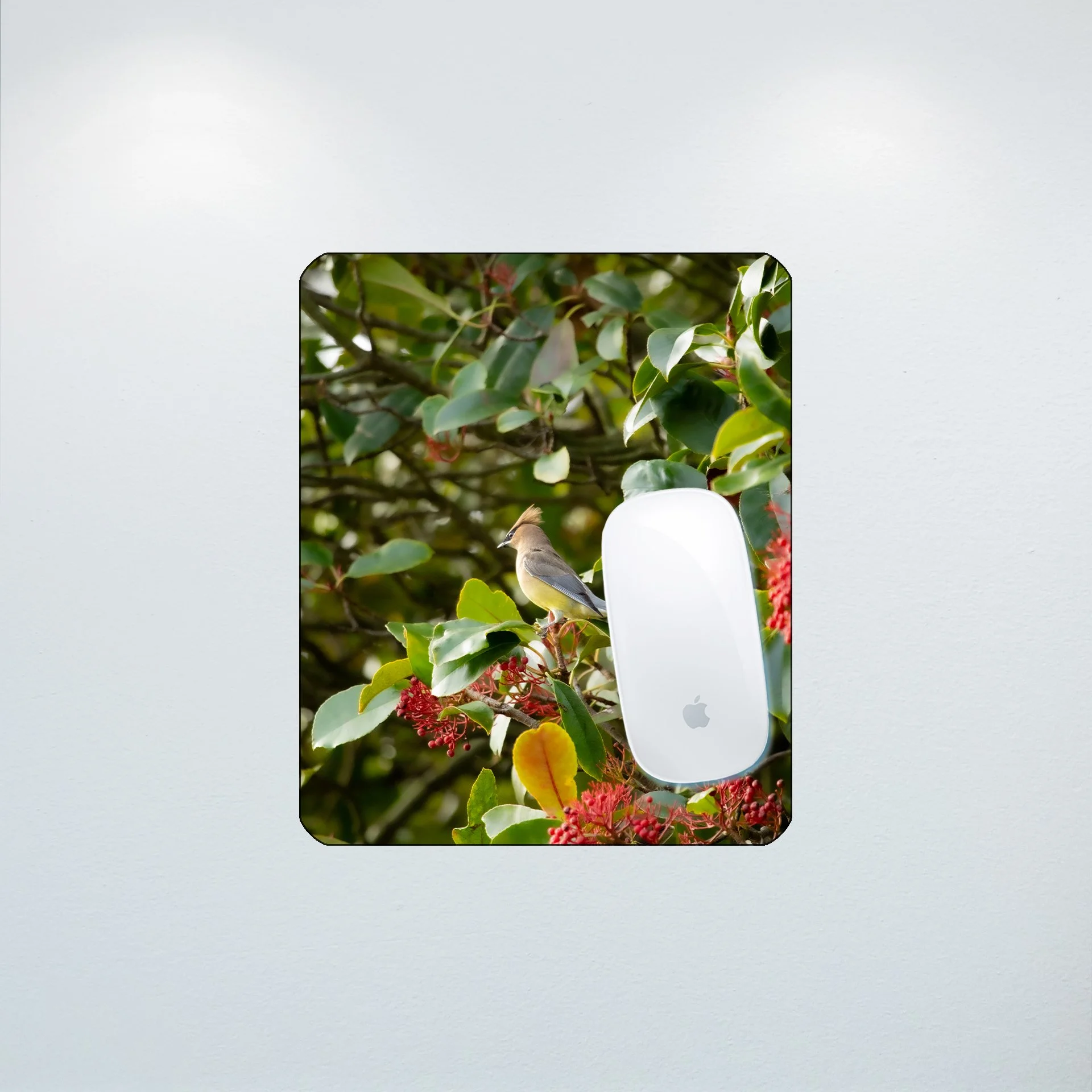 1:10 Cedar Waxwing Perched- Mouse Pad.jpg