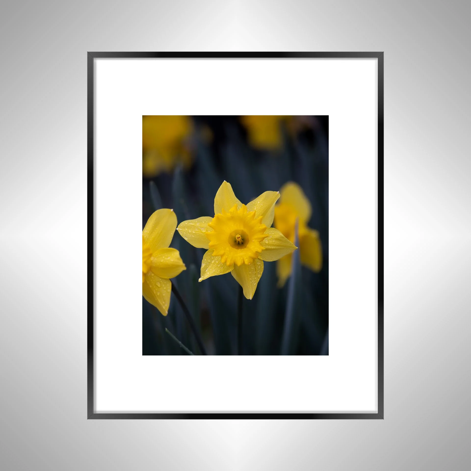 1:10 Yellow King Alfred Daffodil Narcissus-bwb.jpg