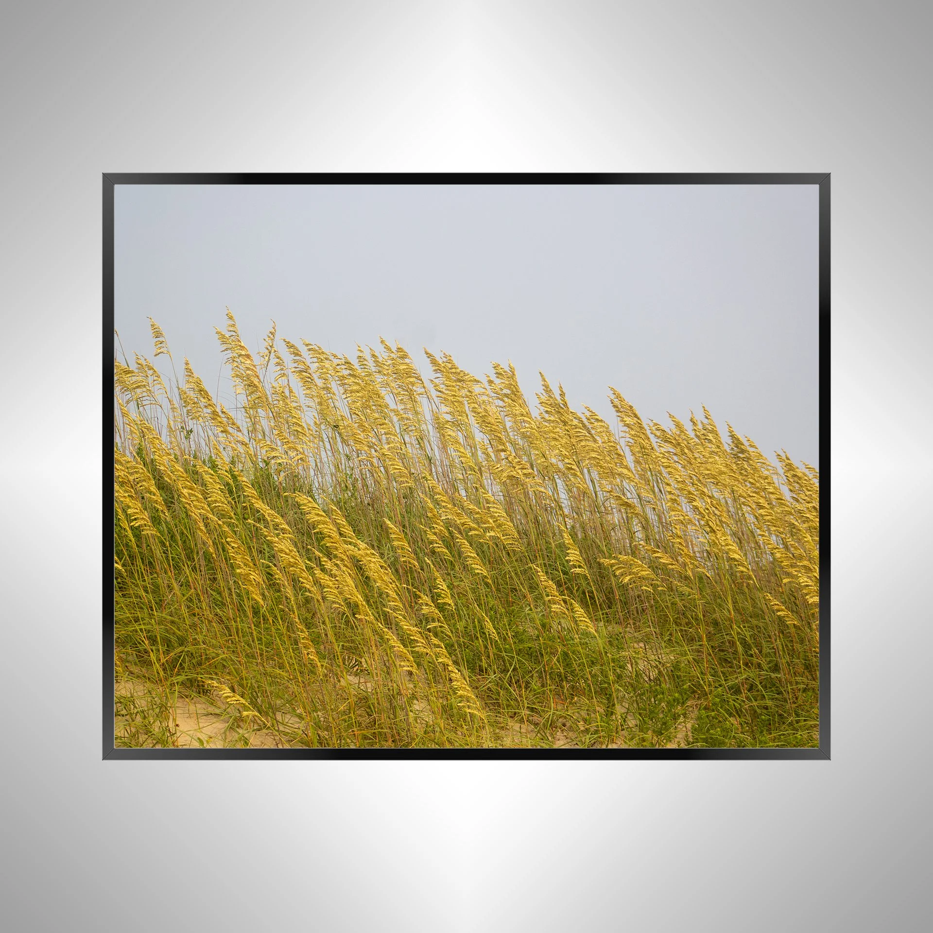 1/1 Rodanthe Dune Oats (Landscape)