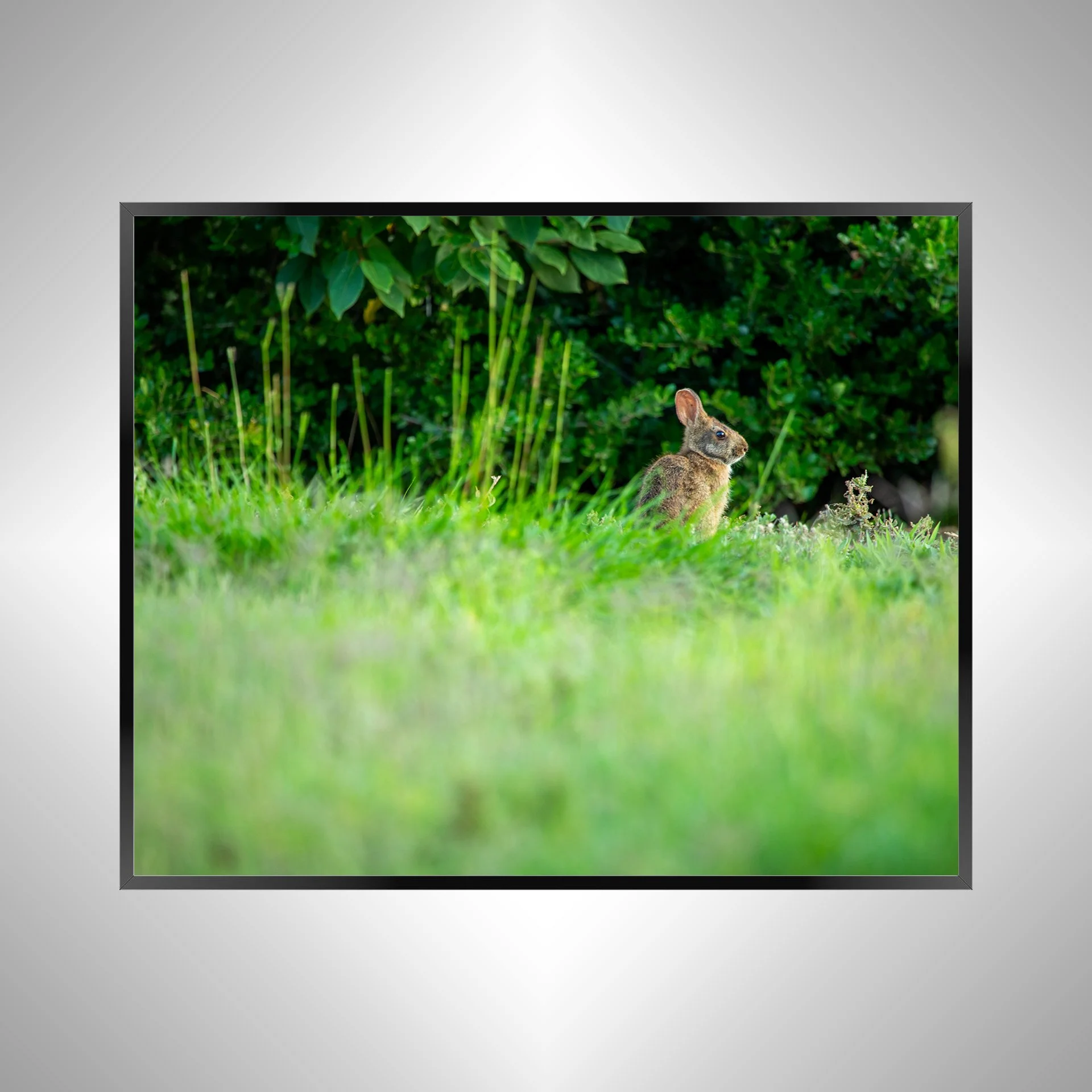 1/1 Dune Bunny in Duck, NC (Landscape)
