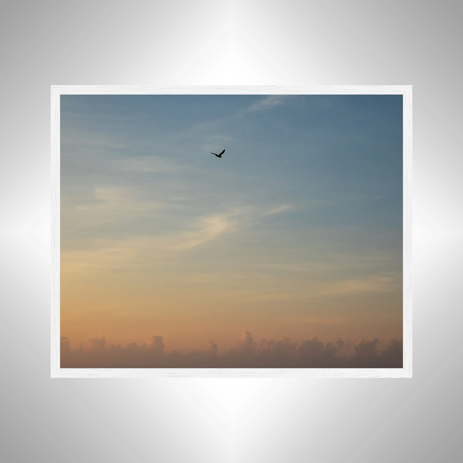 1:1 Seagull infront of Sunrise Clouds- White.jpg