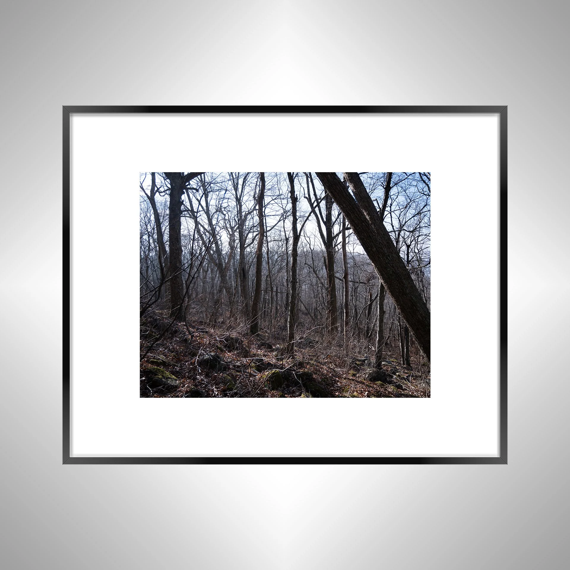 1:1 Shenandoah Trees- Black w: Border.jpg