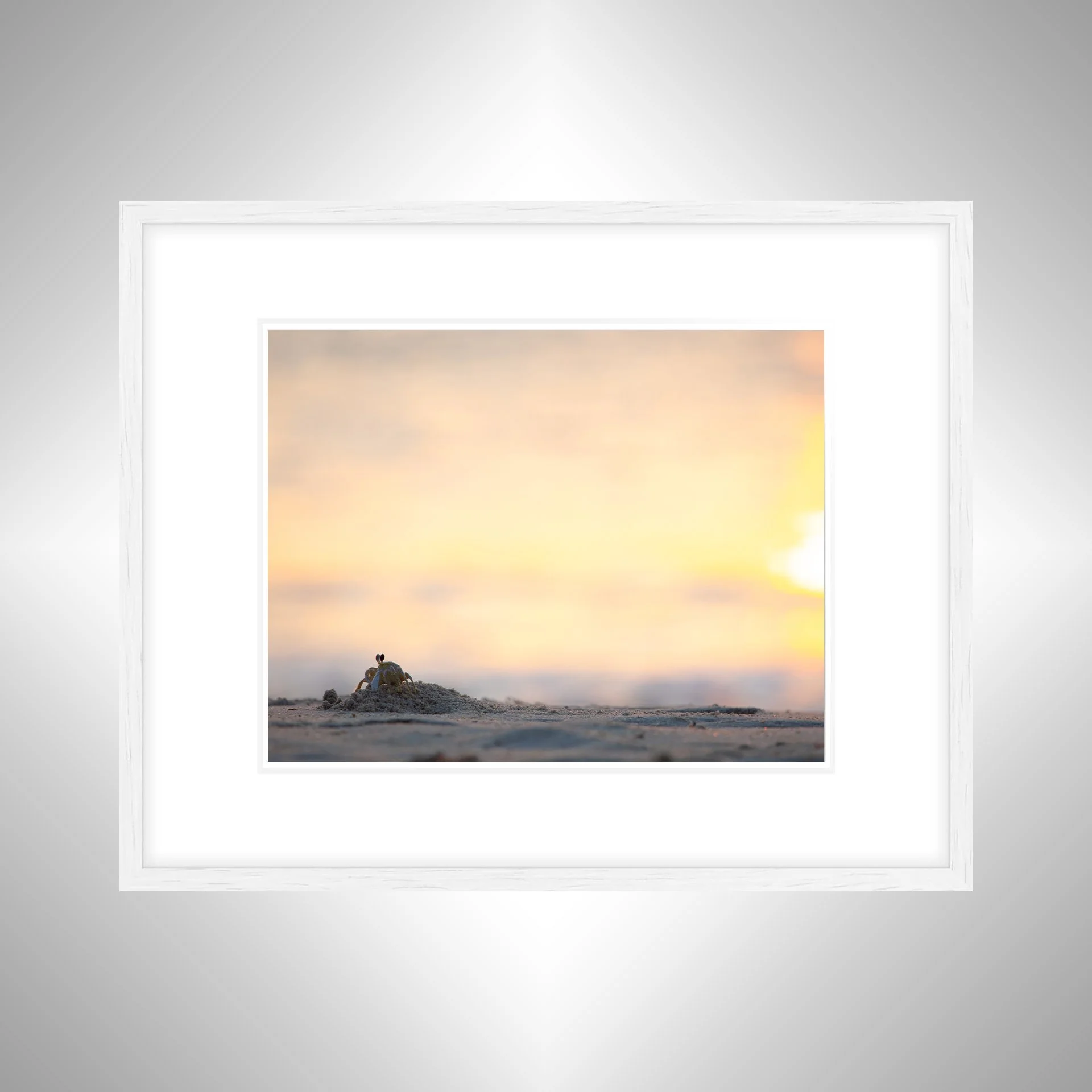 1:1 Ghost Crab at Sunrise in Duck, NC- White Wood w: Border.jpg
