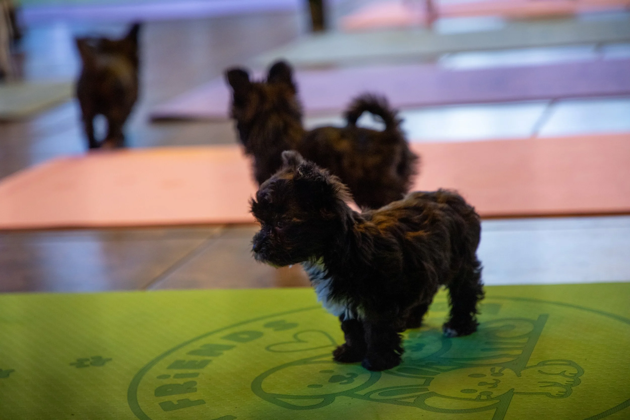 Marketing and Event Photography by Will Locke. Three small, black puppies standing on colorful yoga mats indoors.