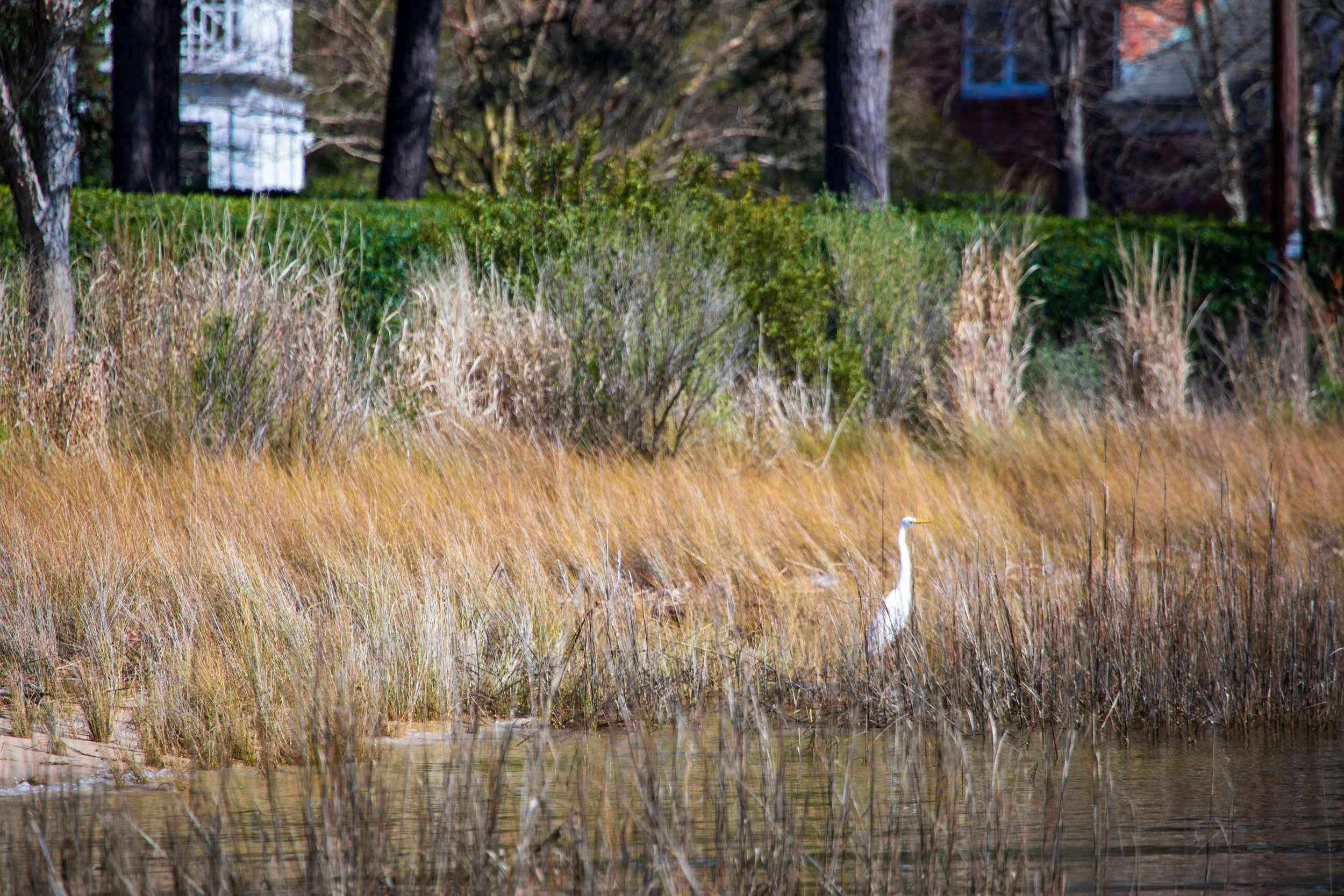 1:1 Hermitage Egret.jpg