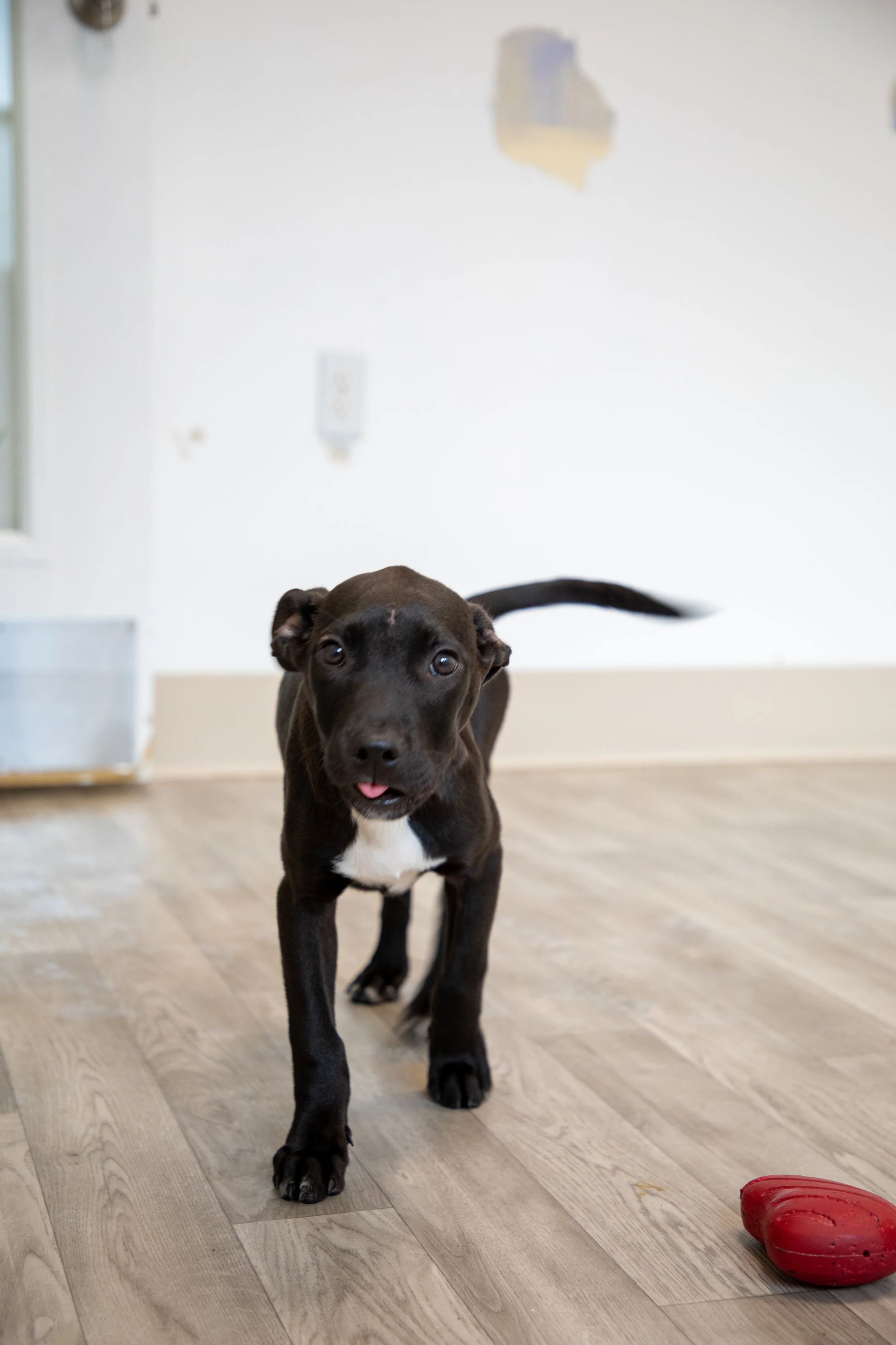 Will Locke Pet Photography- HopeForLife Unwatermarked12.jpg