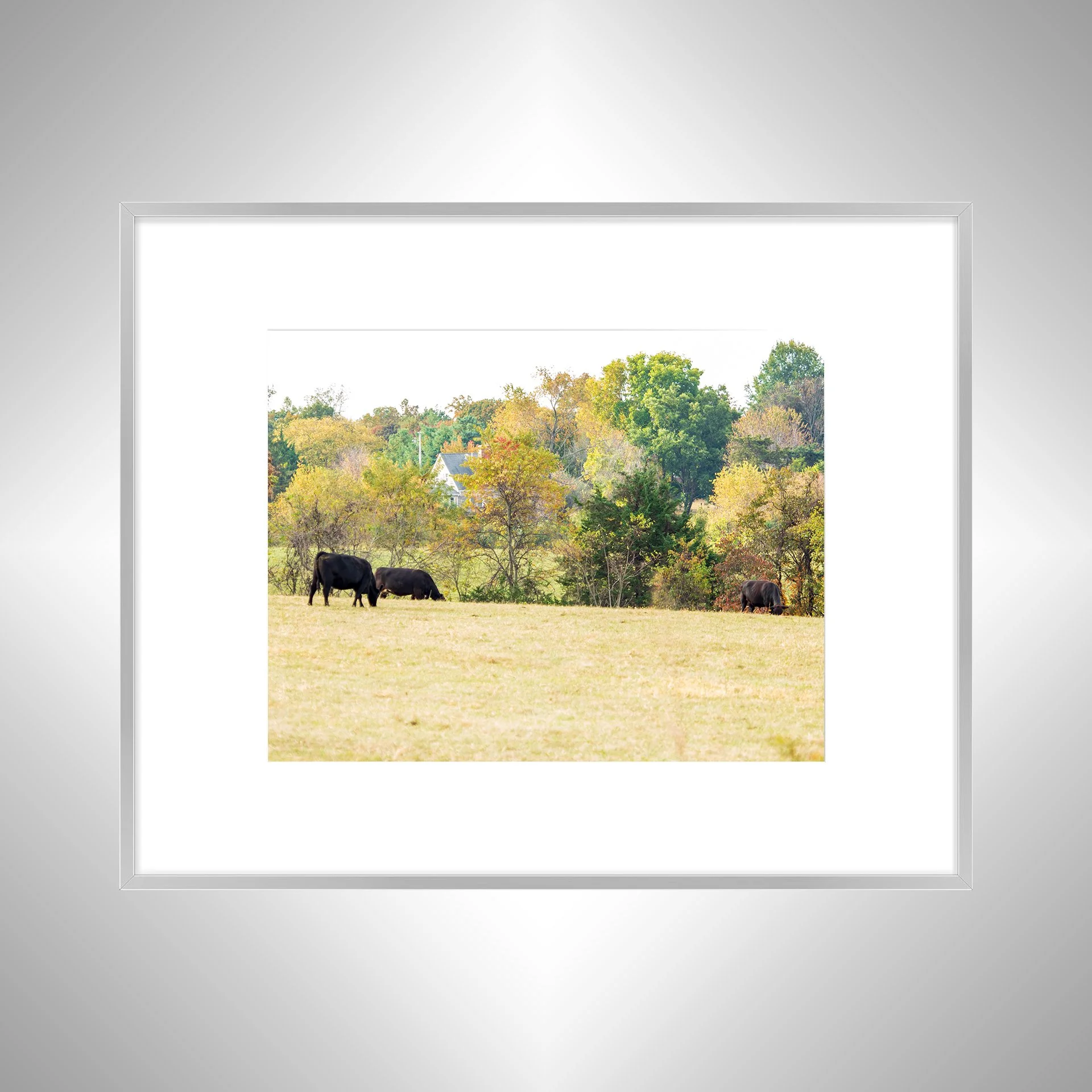 1:1 Shenandoah Grazers- Silver w: Border.jpg