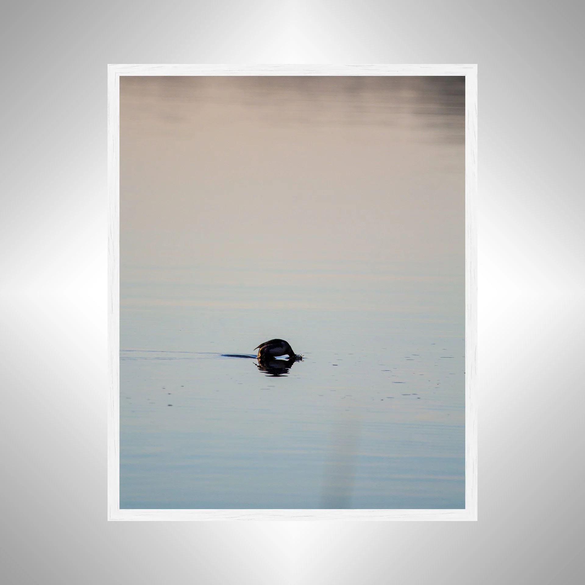 1:1 Bufflehead on Lafayette Diving- White Wood.jpg