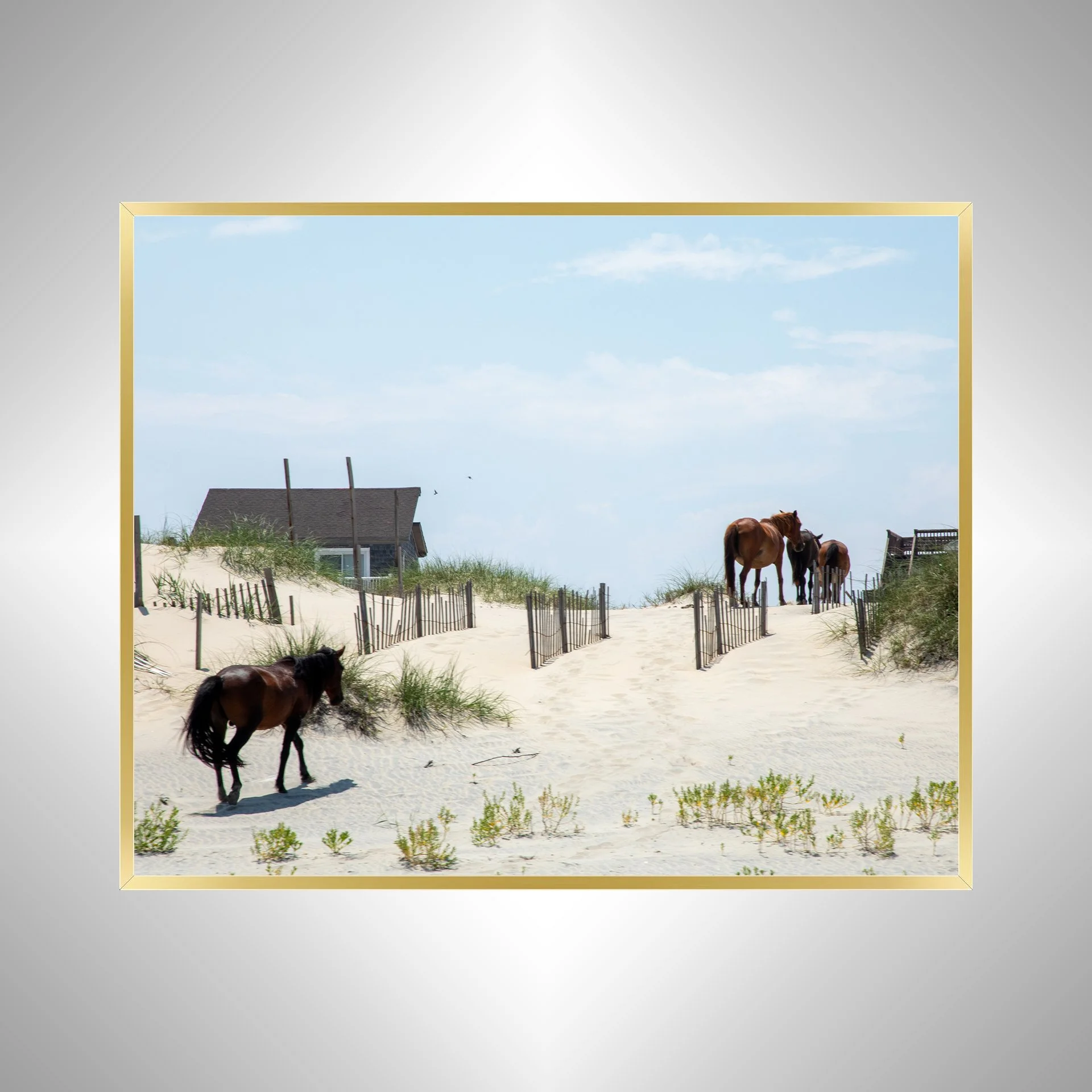 1:1 Wild Horses in OBX (Carova, NC)- Gold.jpg