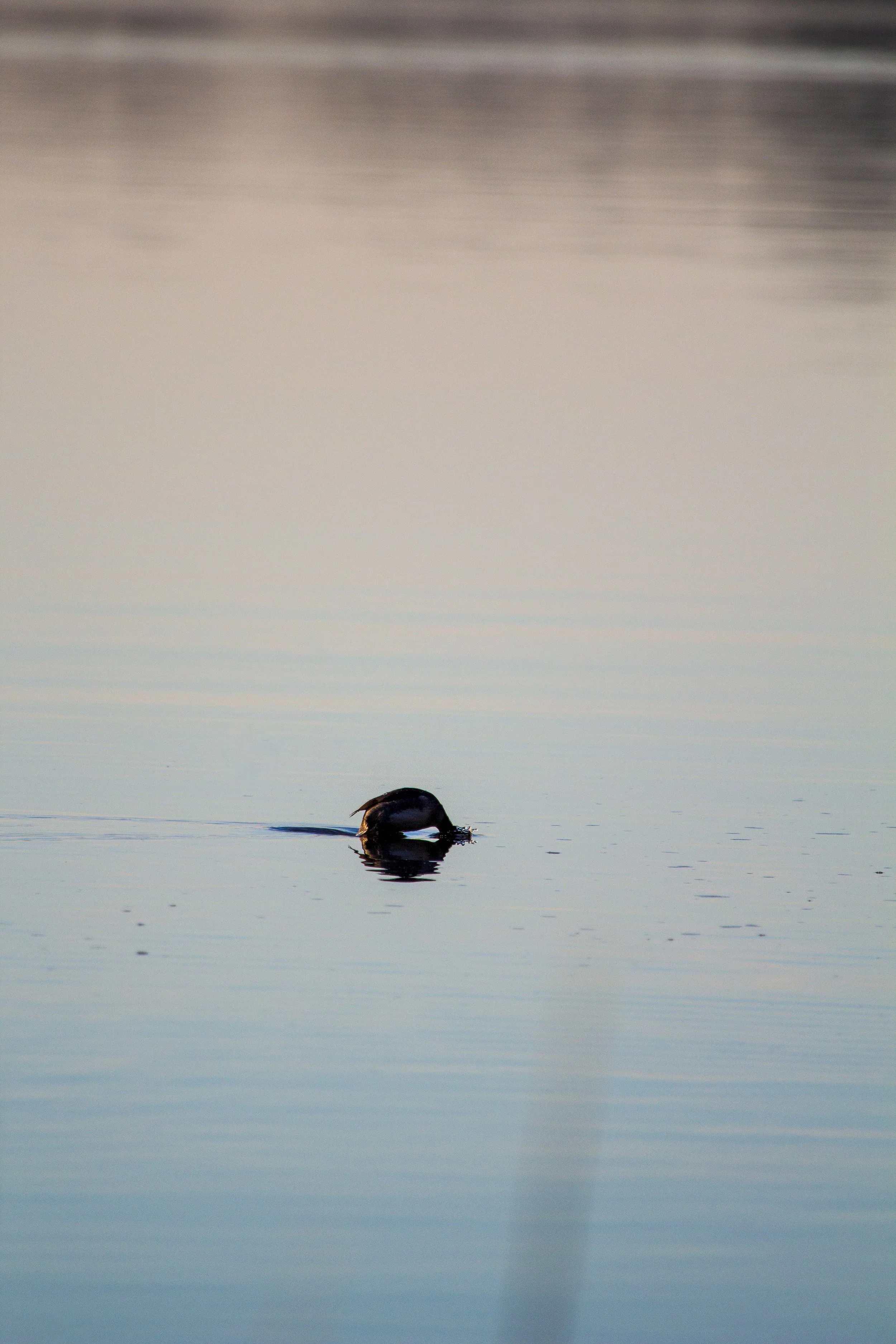 1:1 Bufflehead on Lafayette Diving.jpg