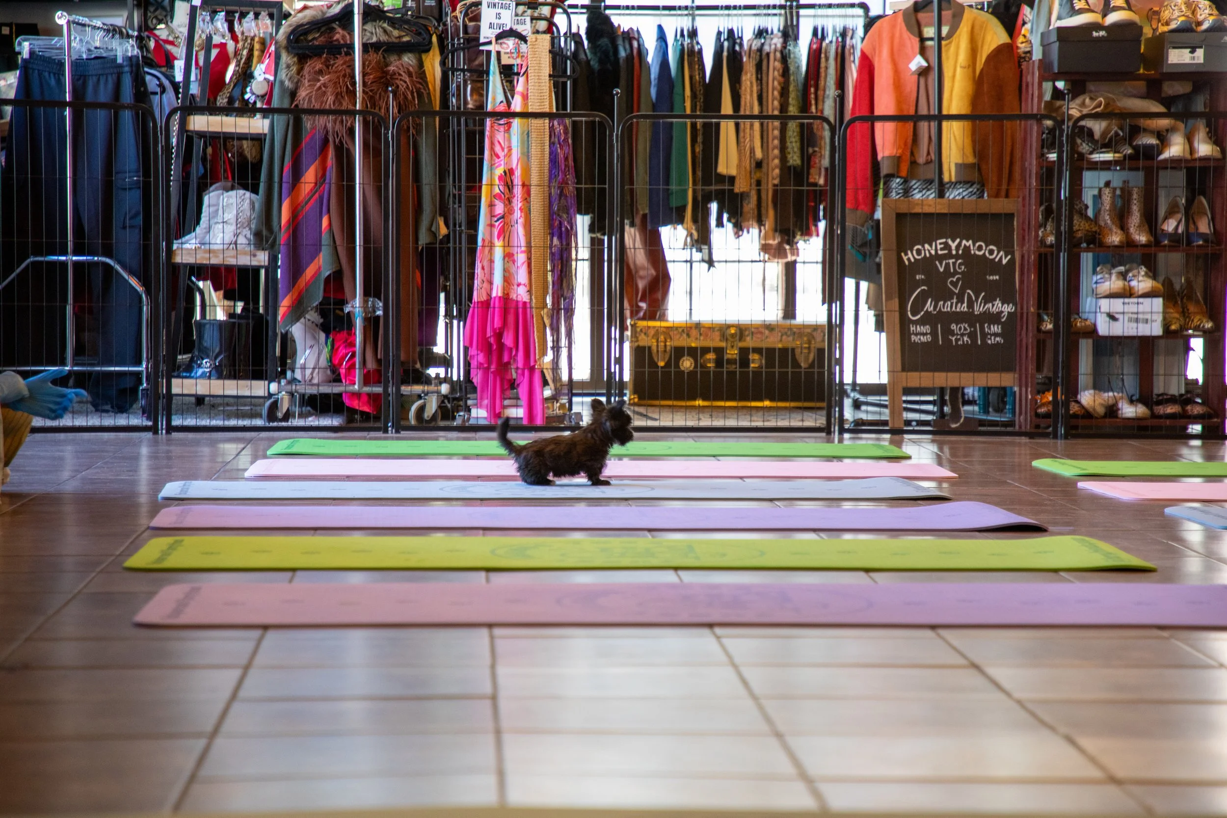 Marketing and Event Photography by Will Locke. Small dog standing on yoga mats in front of a clothing and shoe store with a sign reading "Honeymoon VTG" and vintage clothing and shoes displayed on shelves.