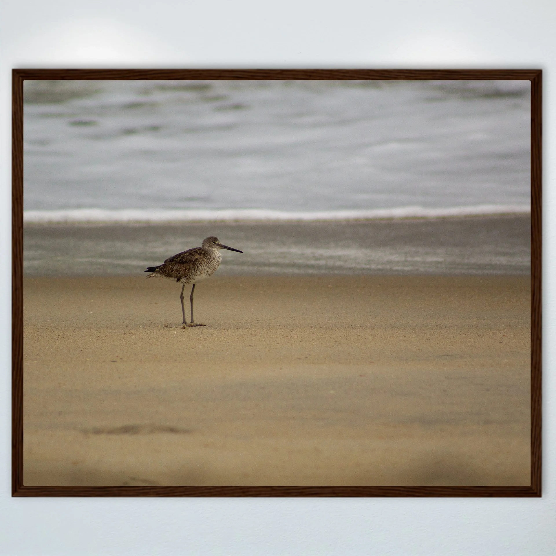 1:10 Willet on Beach- Wood.jpg