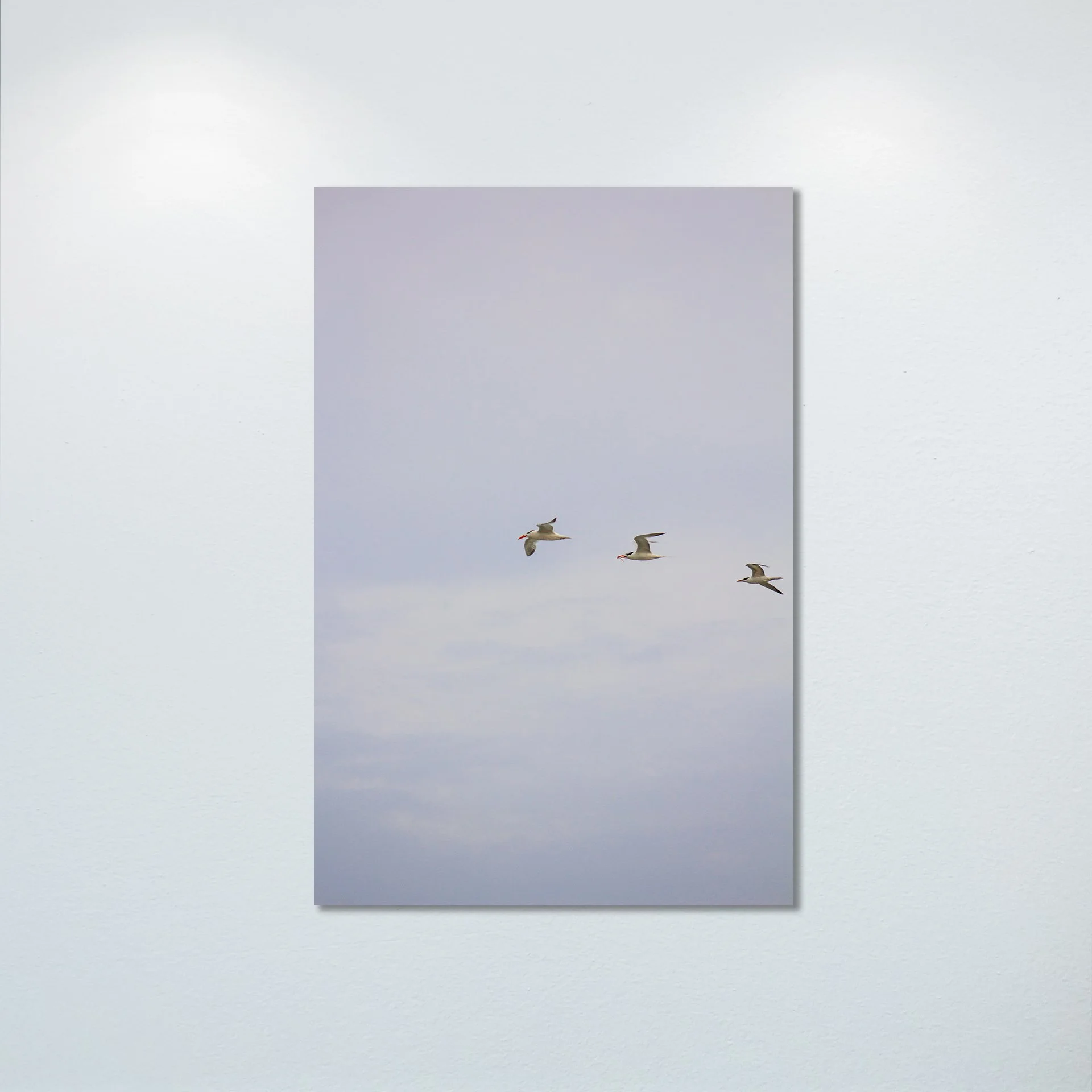 1:1 Trio of Common Tern with Fish- Poster & Canvas.jpg