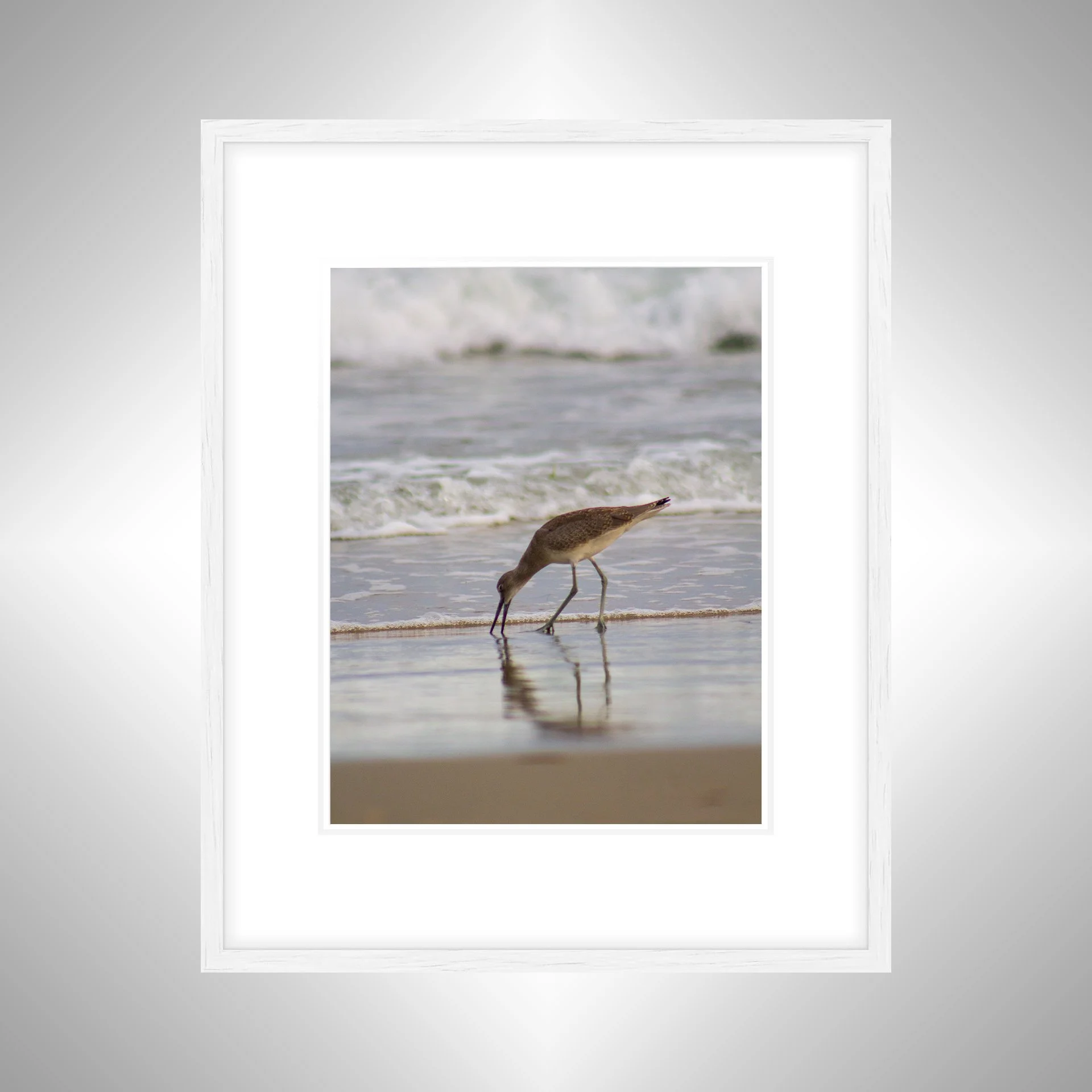 1:1 Willet Eating Reflection- White w: Border.jpg