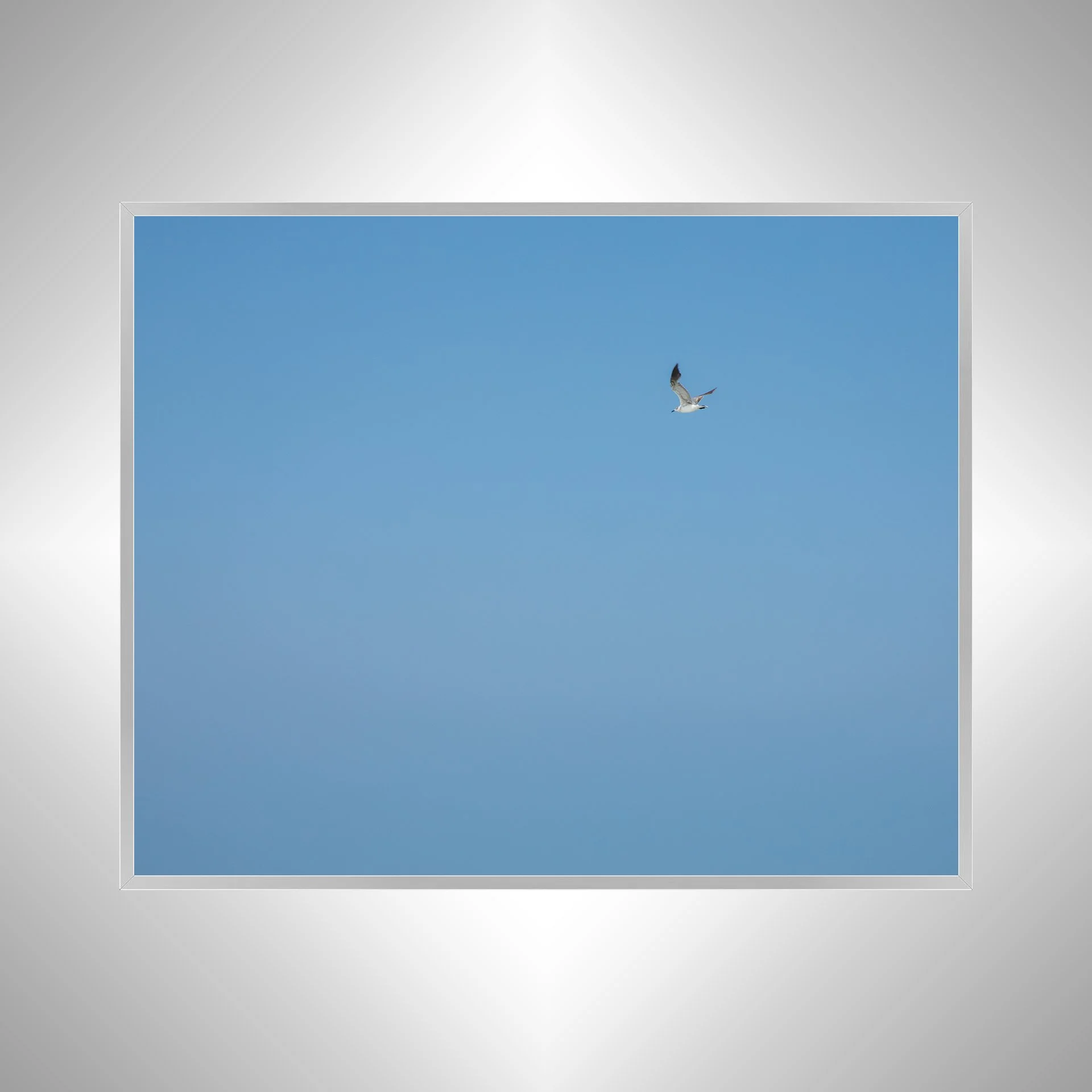 1:10 Blue Sky Seagull- Silver.jpg