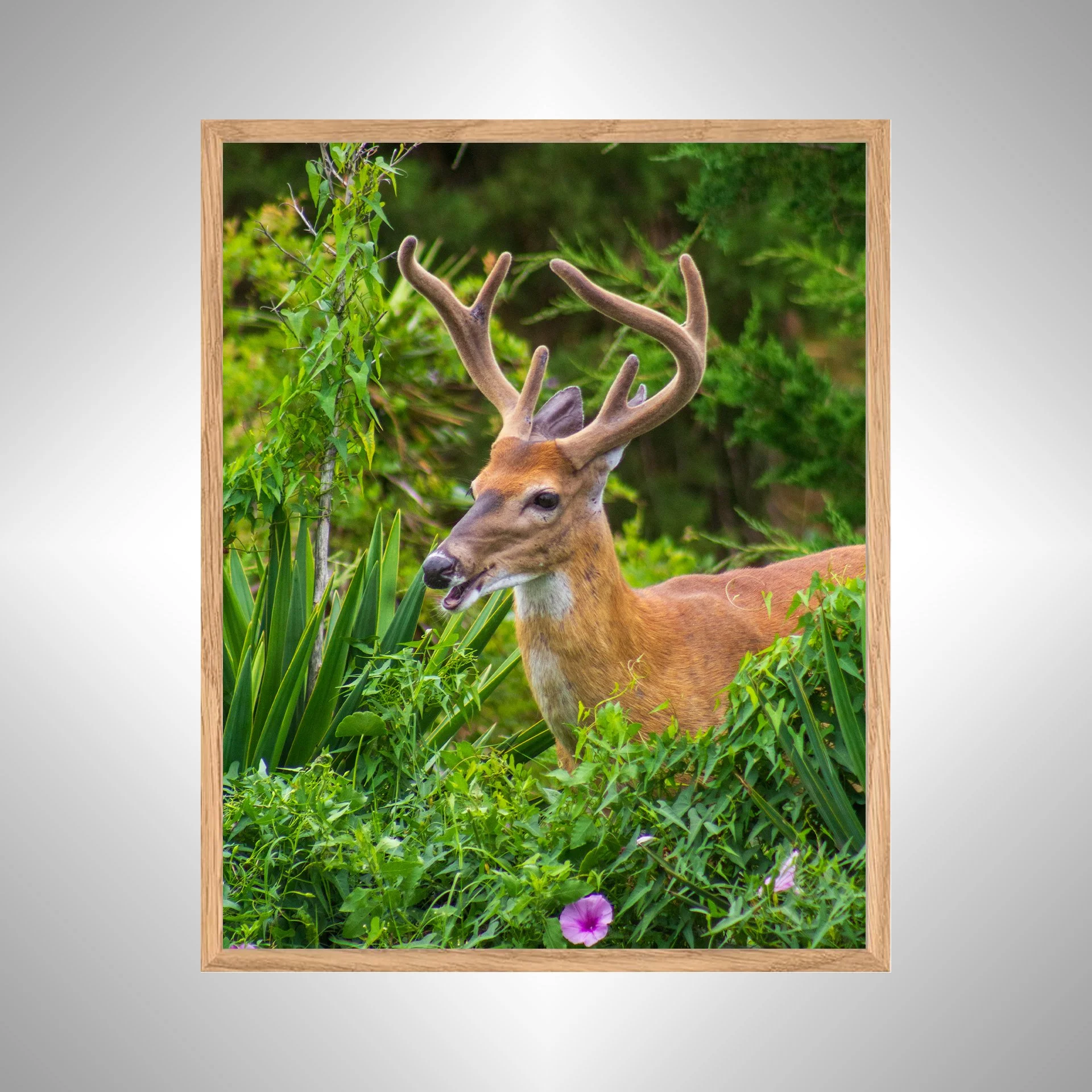 1:1 Deer Talk- White Wood copy NATTY.jpg