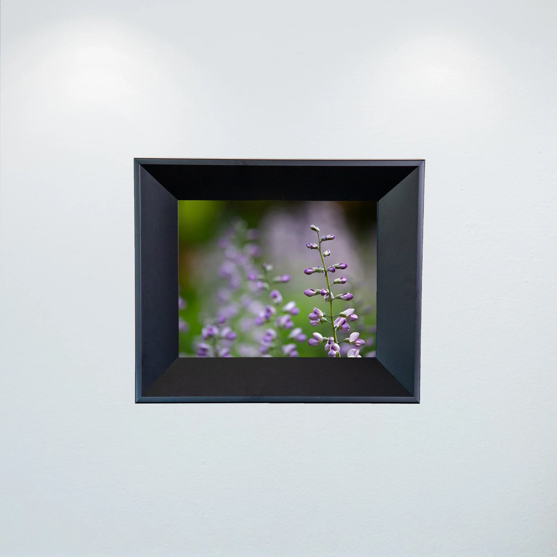 1:10 Baptisia 'Purple Smoke'- Mini.jpg