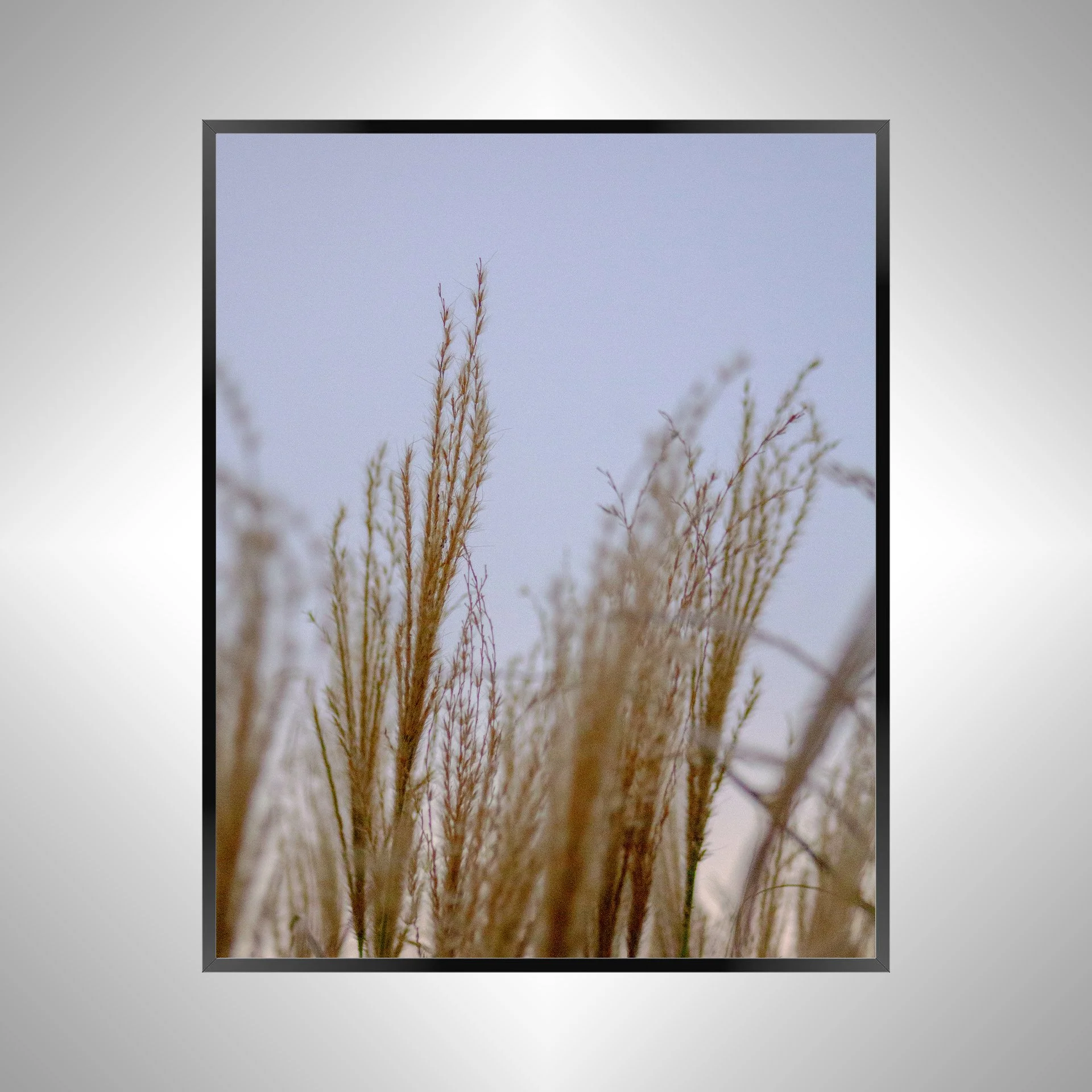 1/1 Lafayette River Oats