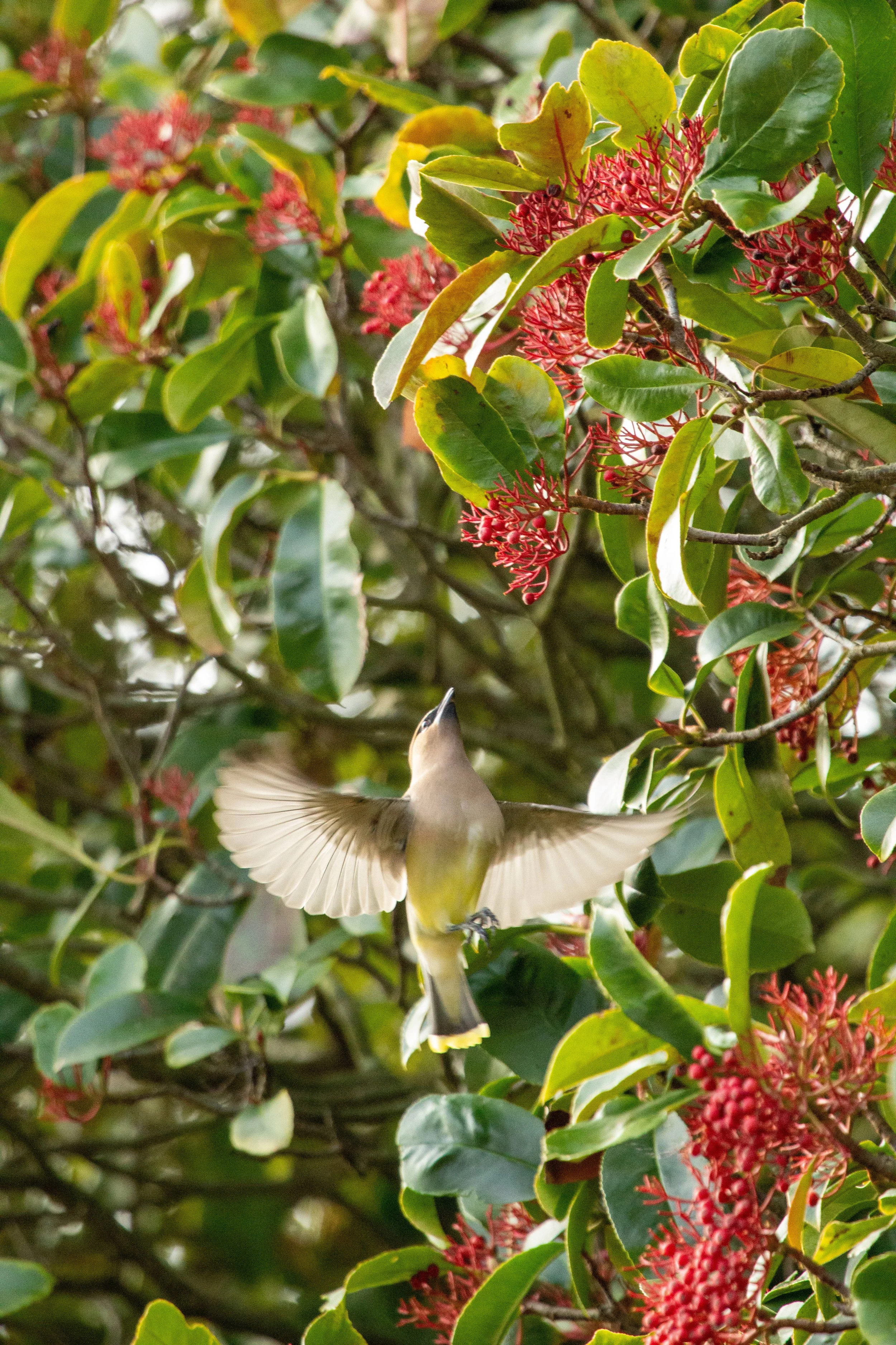 1:10 Cedar Waxwing Picking Berries.jpg