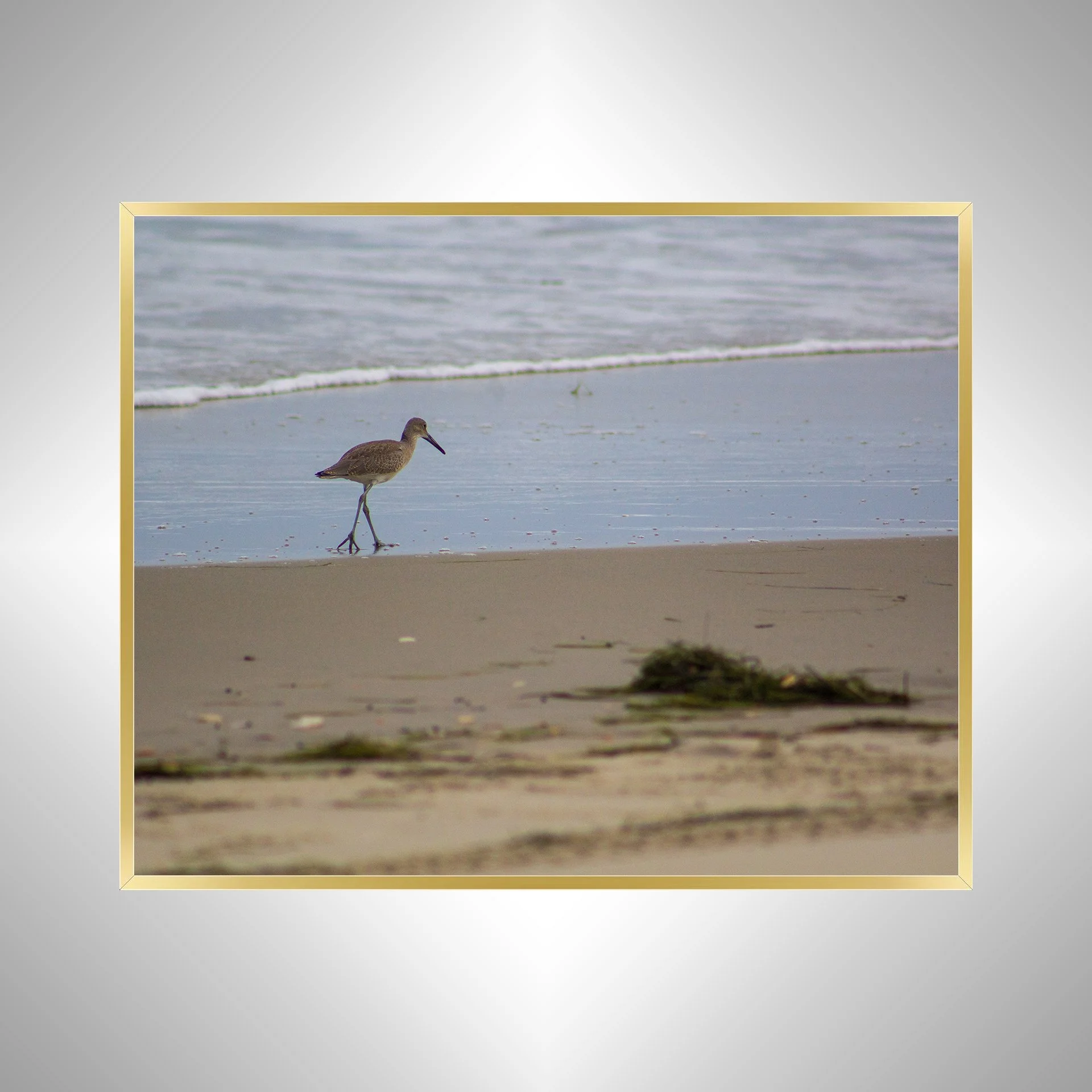 1:1 Willet Walking on Beach- Gold.jpg