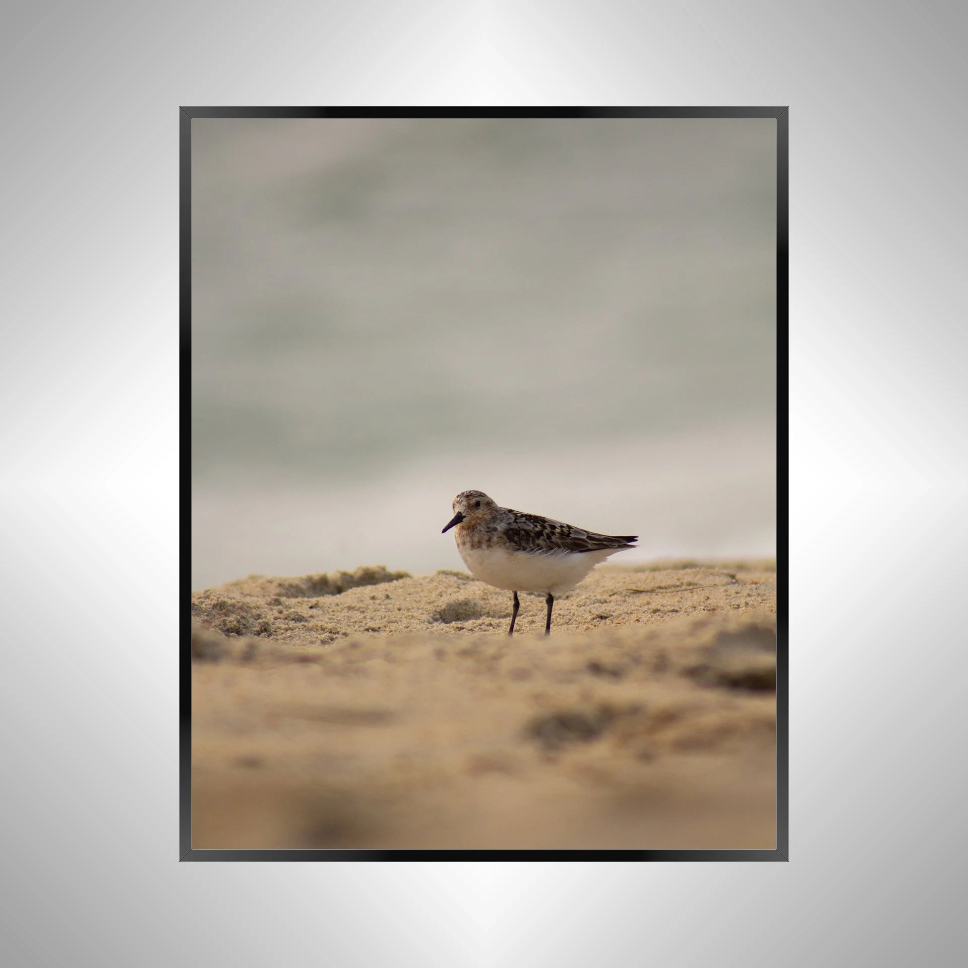 1/10 Sanderling Photoshoot in Rodanthe