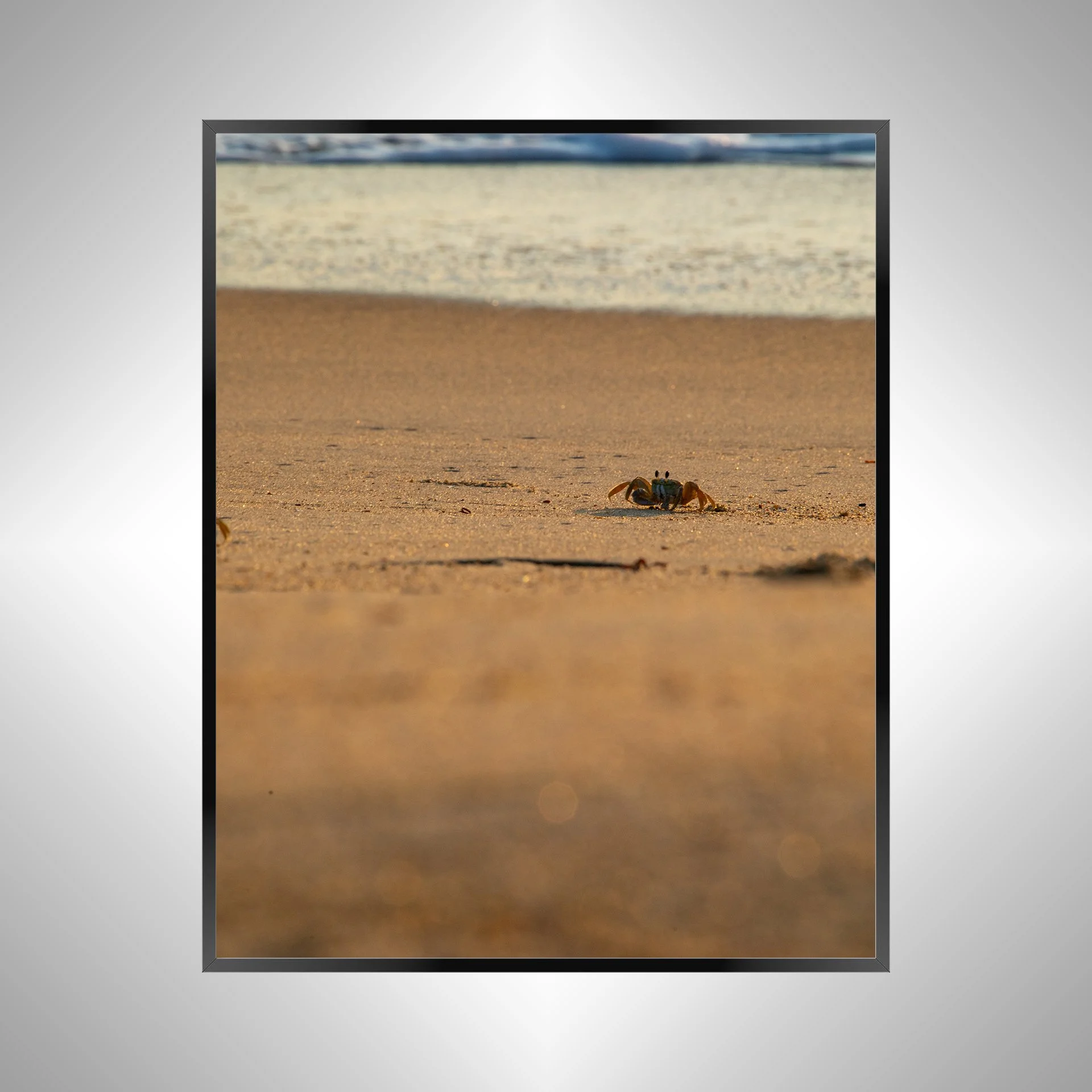 1/1 Golden Hour Ghost Crab in Kitty Hawk, NC