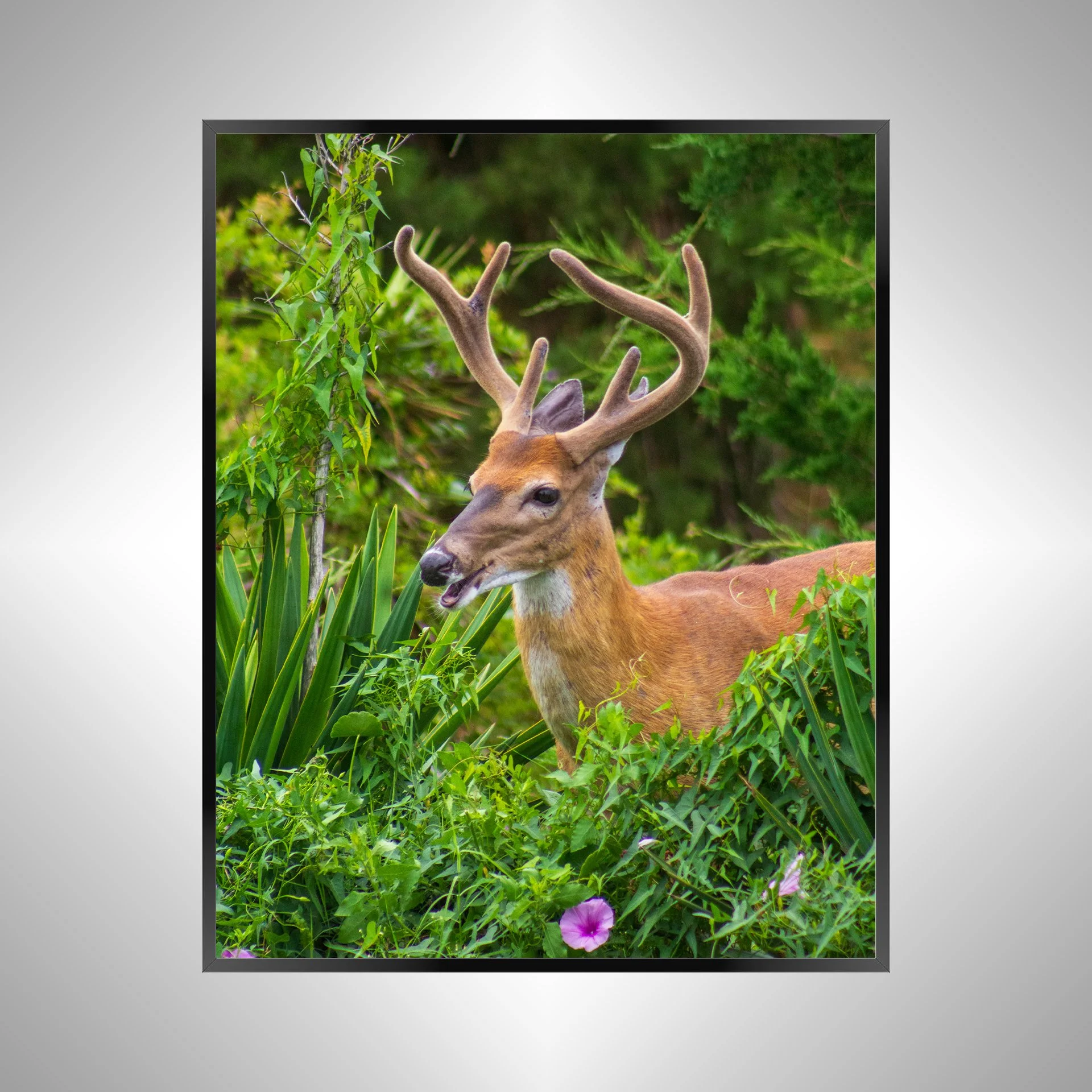 1/1 Deer Talk