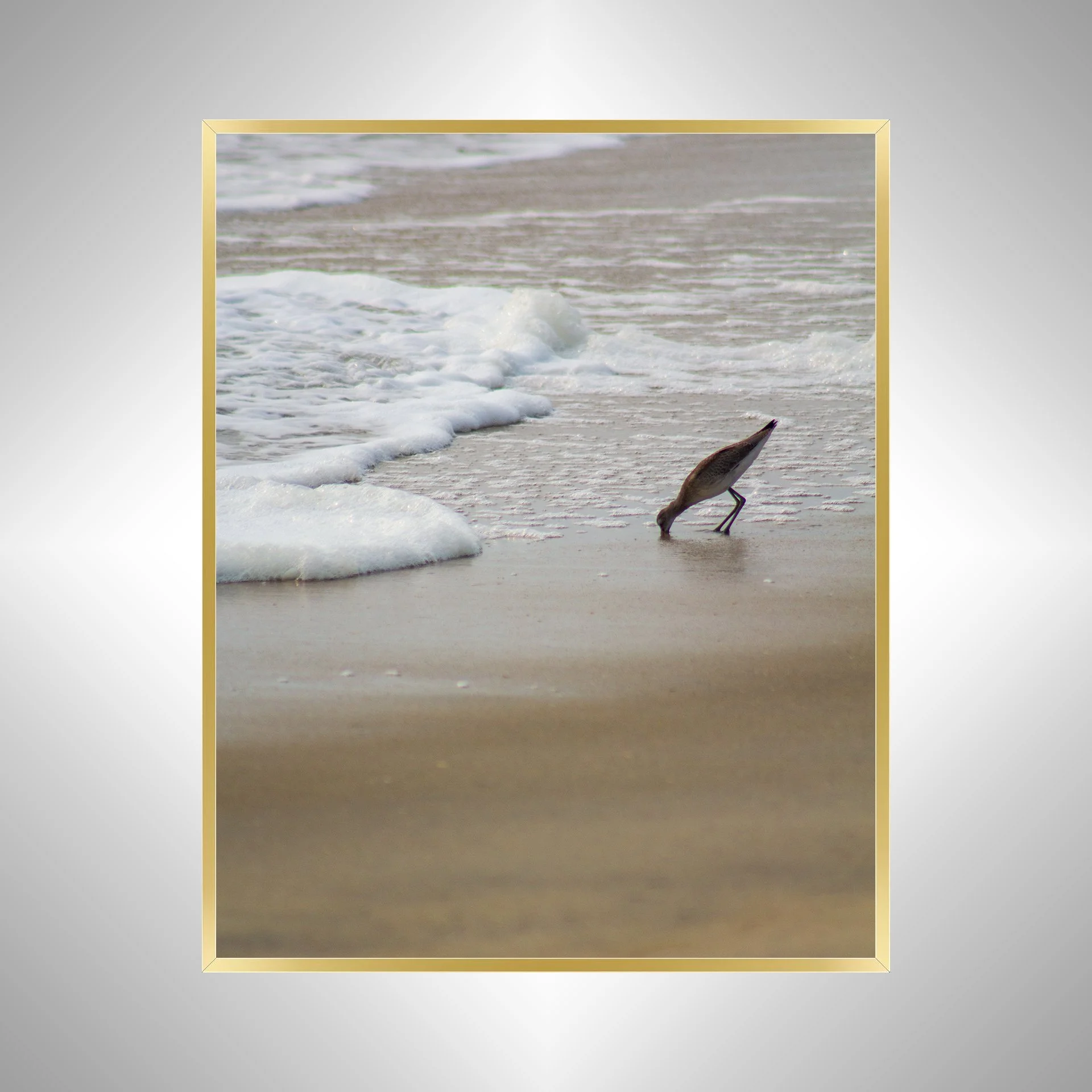 1:1 Willet at Beach Eating- Gold.jpg