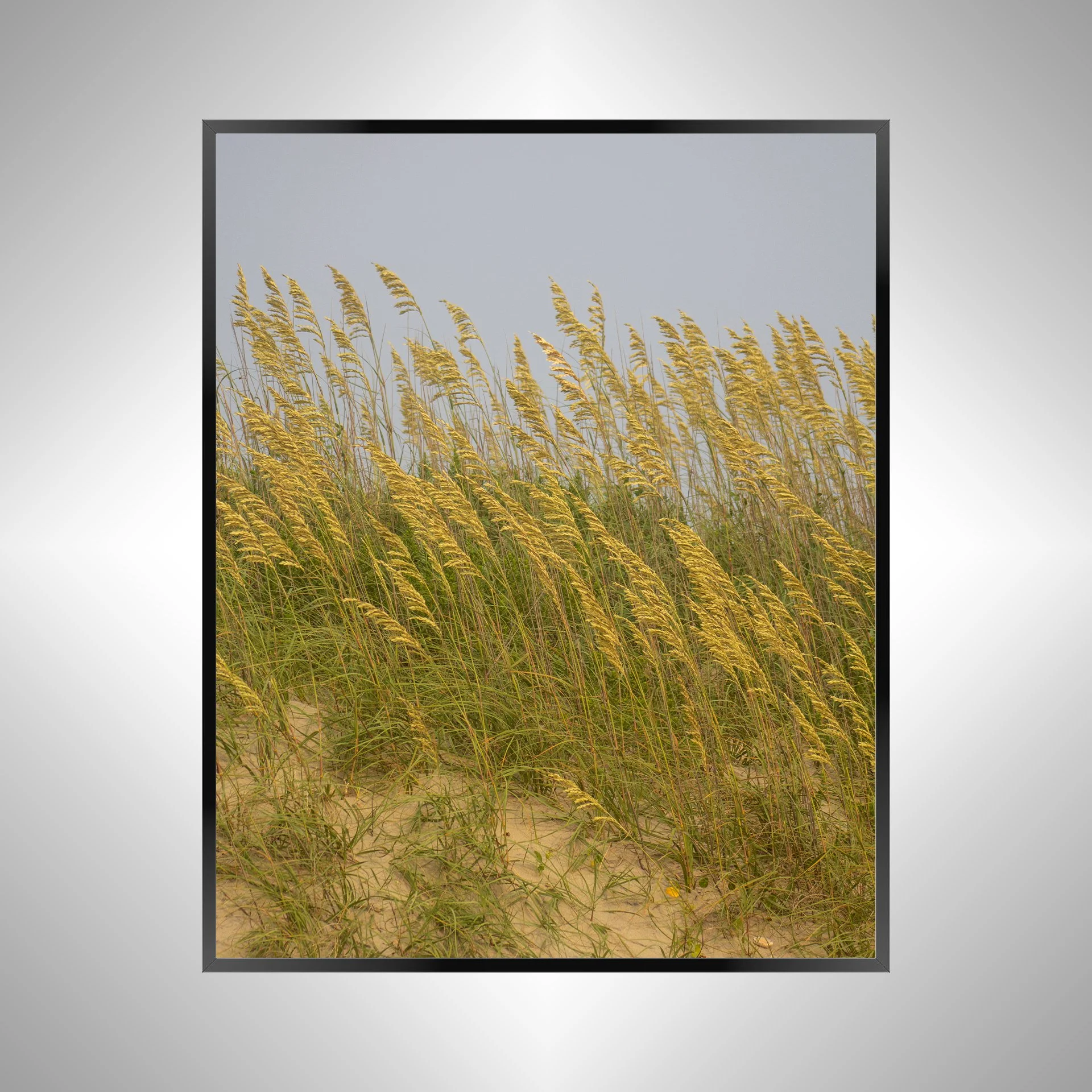 1/1 Rodanthe Dune Oats (Portrait)