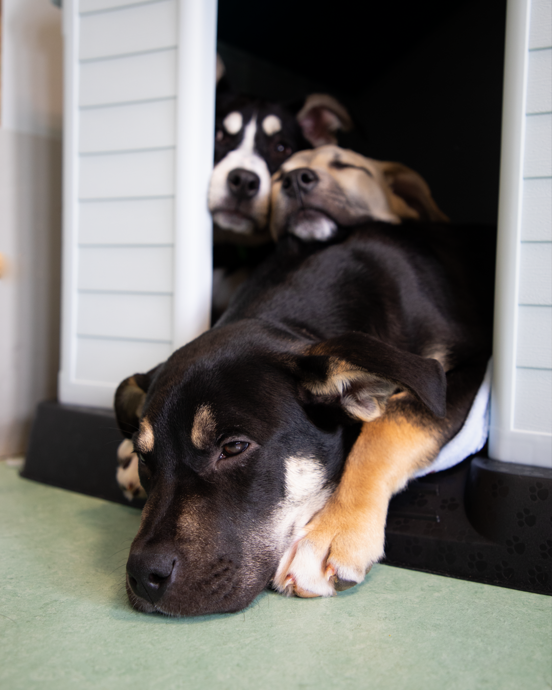 final- 3 Pups Laying- 3 pigs in a blanket.png