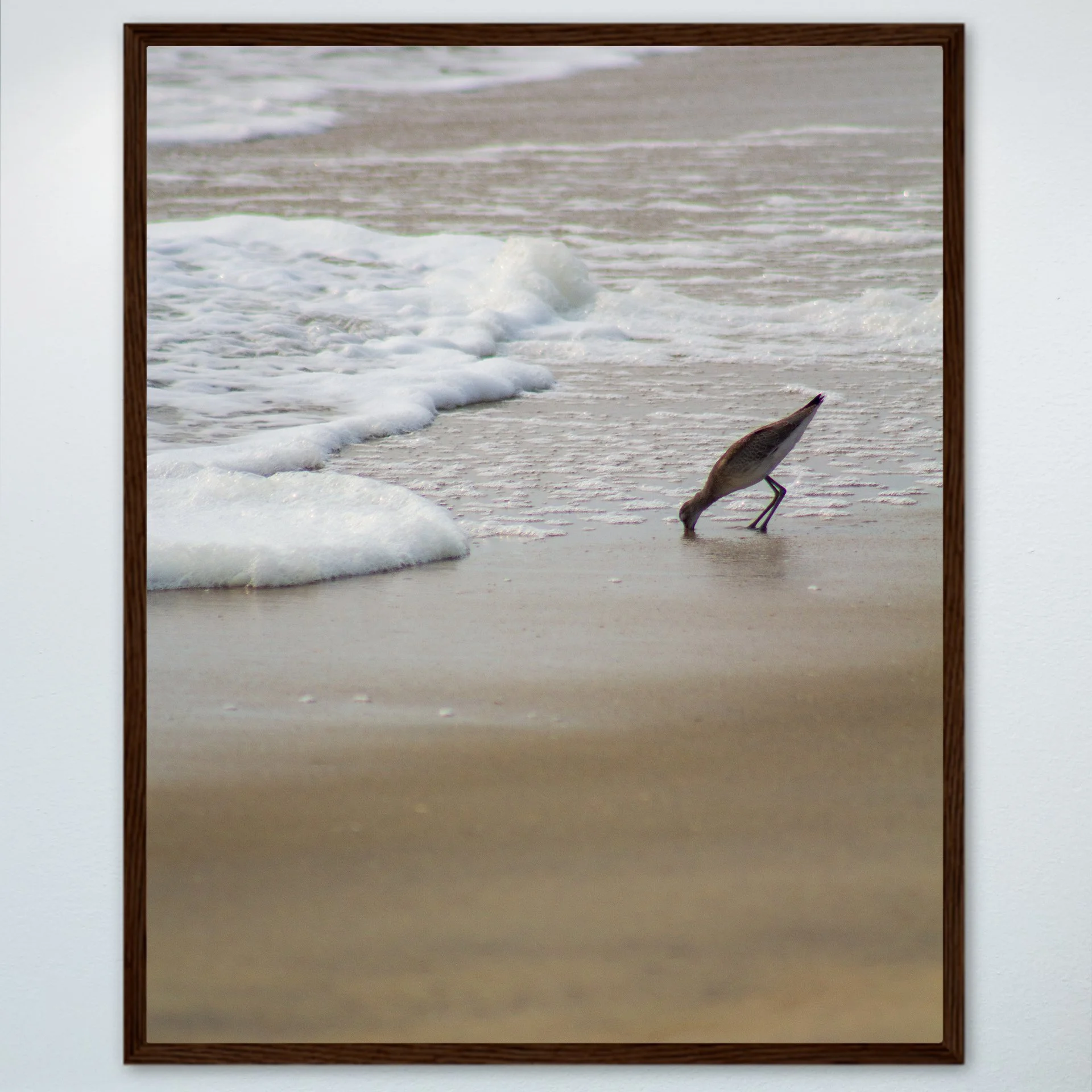 1:1 Willet at Beach Eating- Wood.jpg