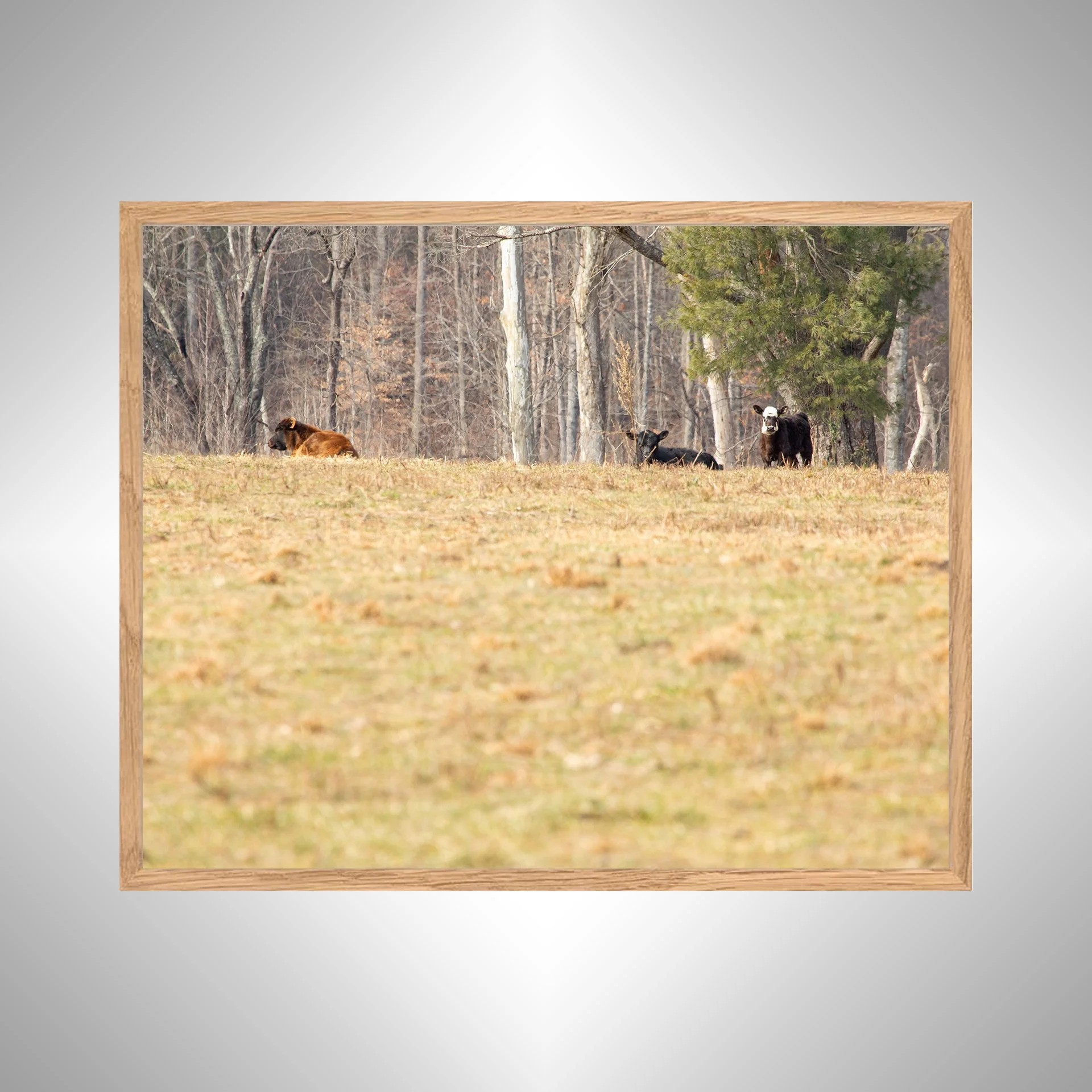 1:10 Cows on Shenandoah Hill- White copy NATTY.jpg