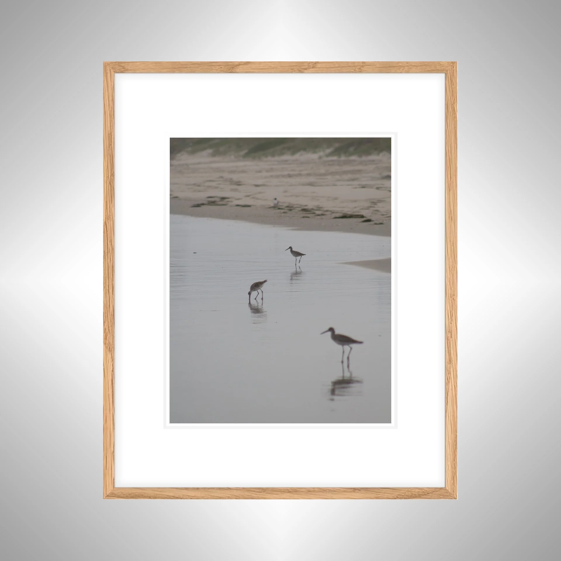 1:1 Three Willets Reflection- White w: Border copy NATTY.jpg