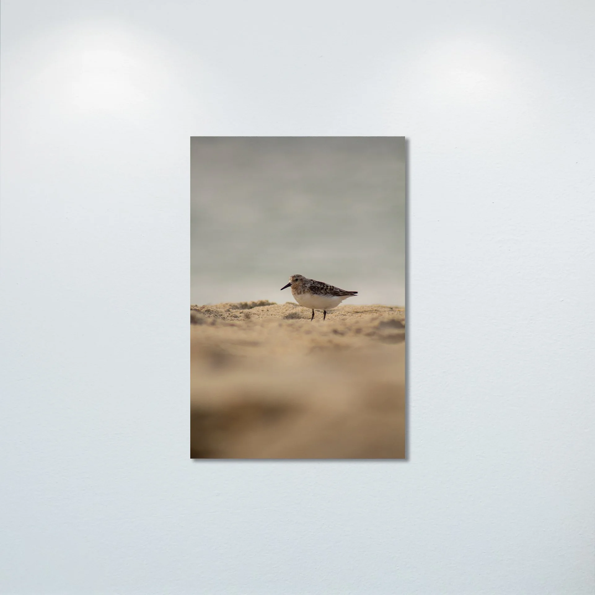 1:1 Spotted Sanderling in Hatteras- Poster & Canvas.jpg