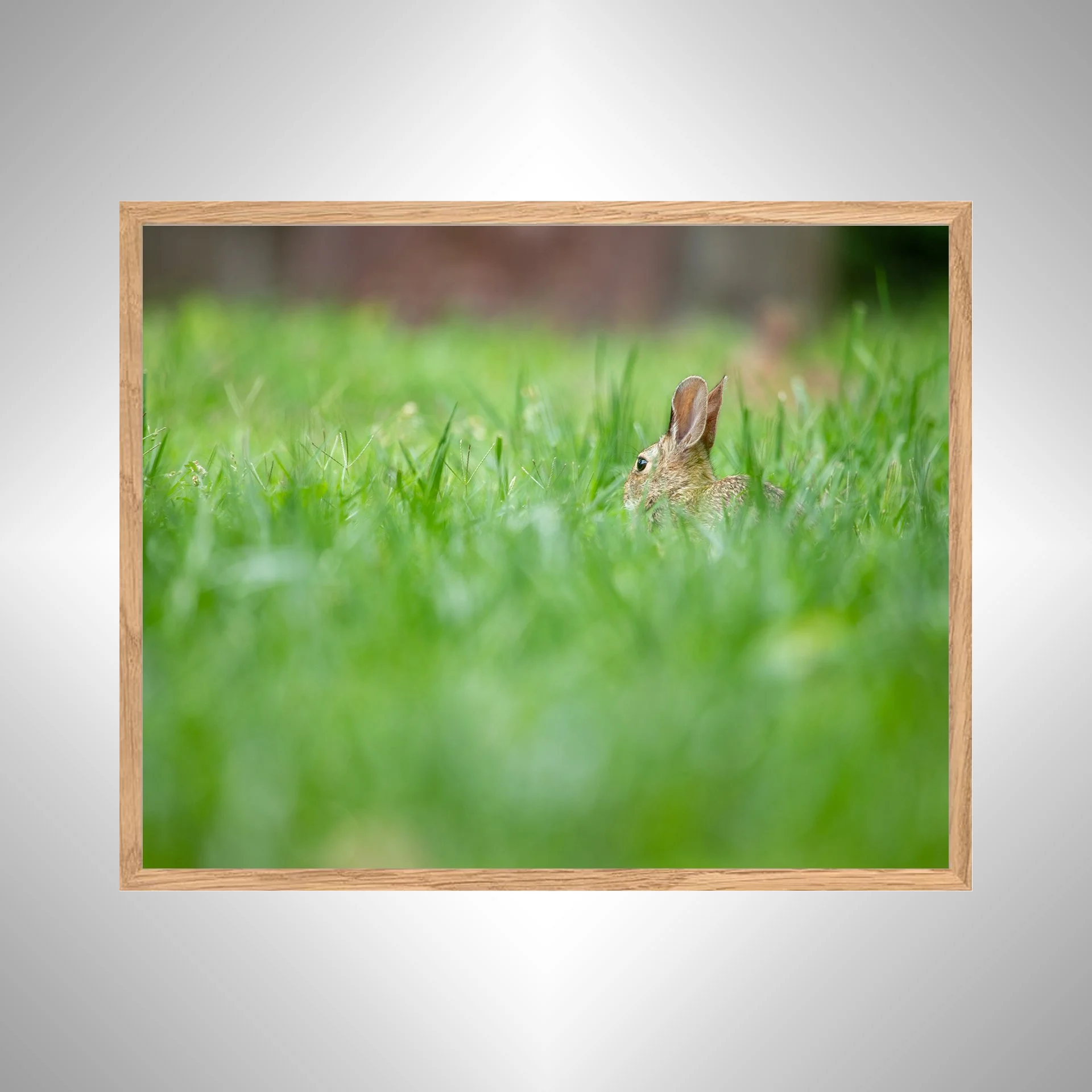 1:1 Rabbit Relaxing- White copy NATTY.jpg