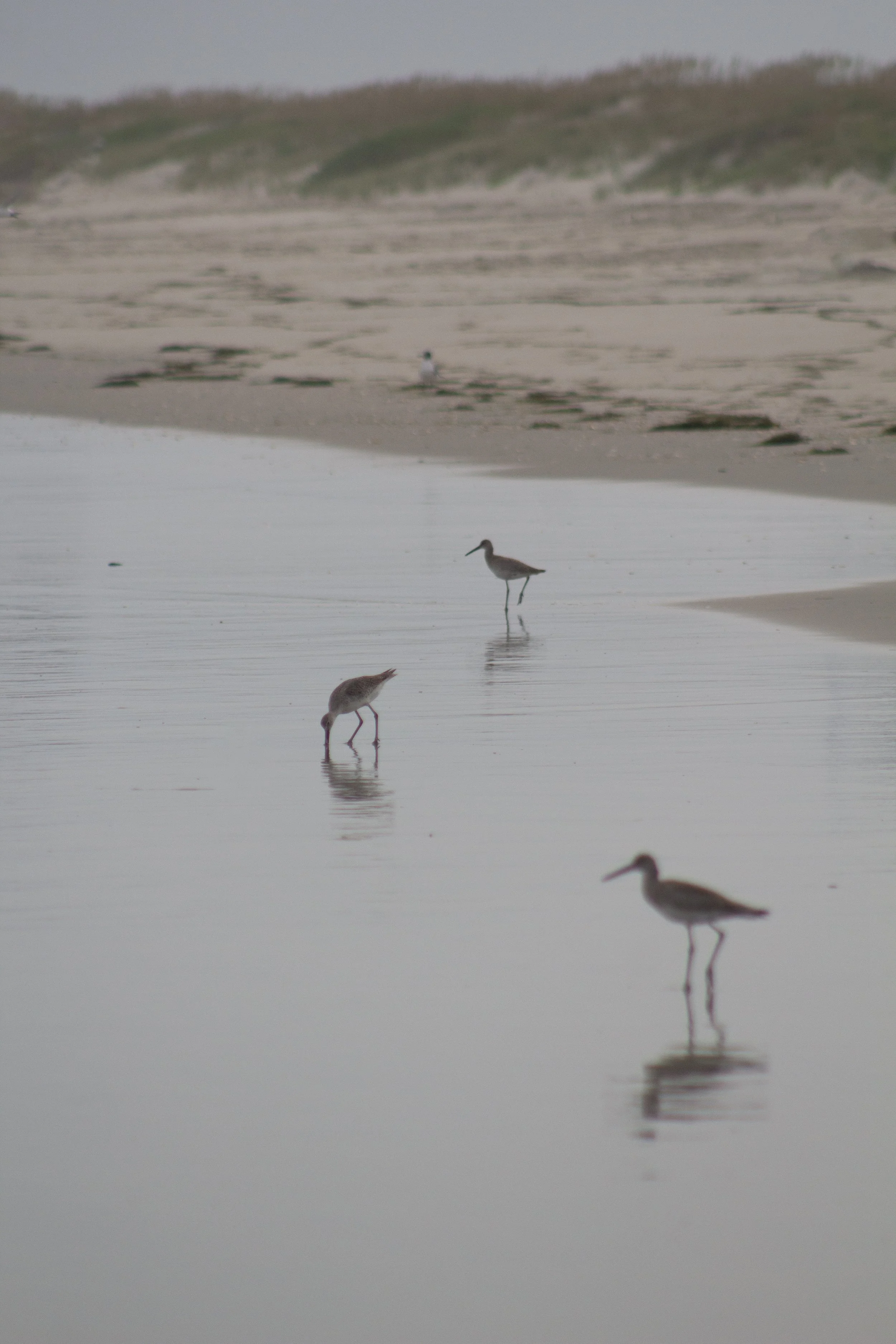 1:1 Three Willets Reflection.jpg