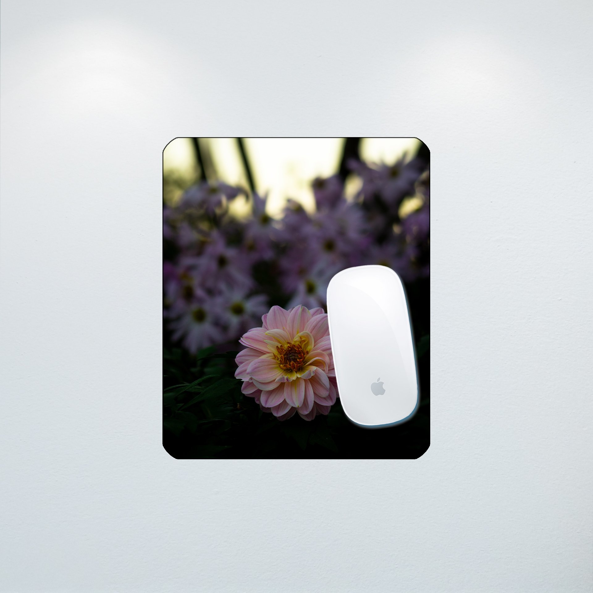 1:10 Pink Dahlia at Botanical Gardens- Mouse Pad.jpg