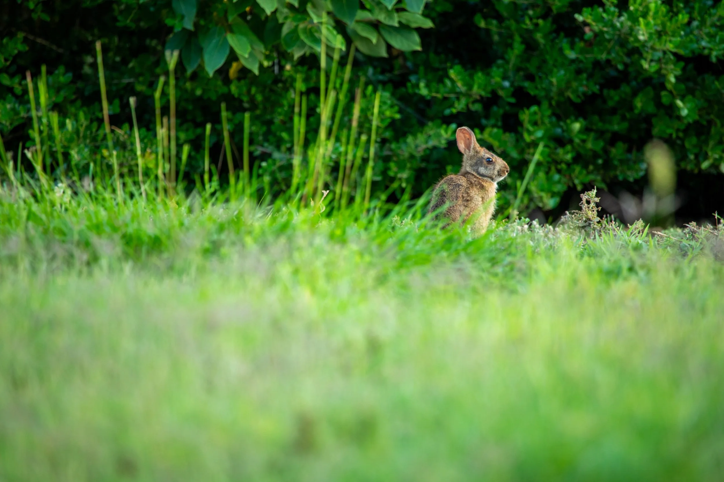 1:1 Dune Bunny in Duck, NC.jpg