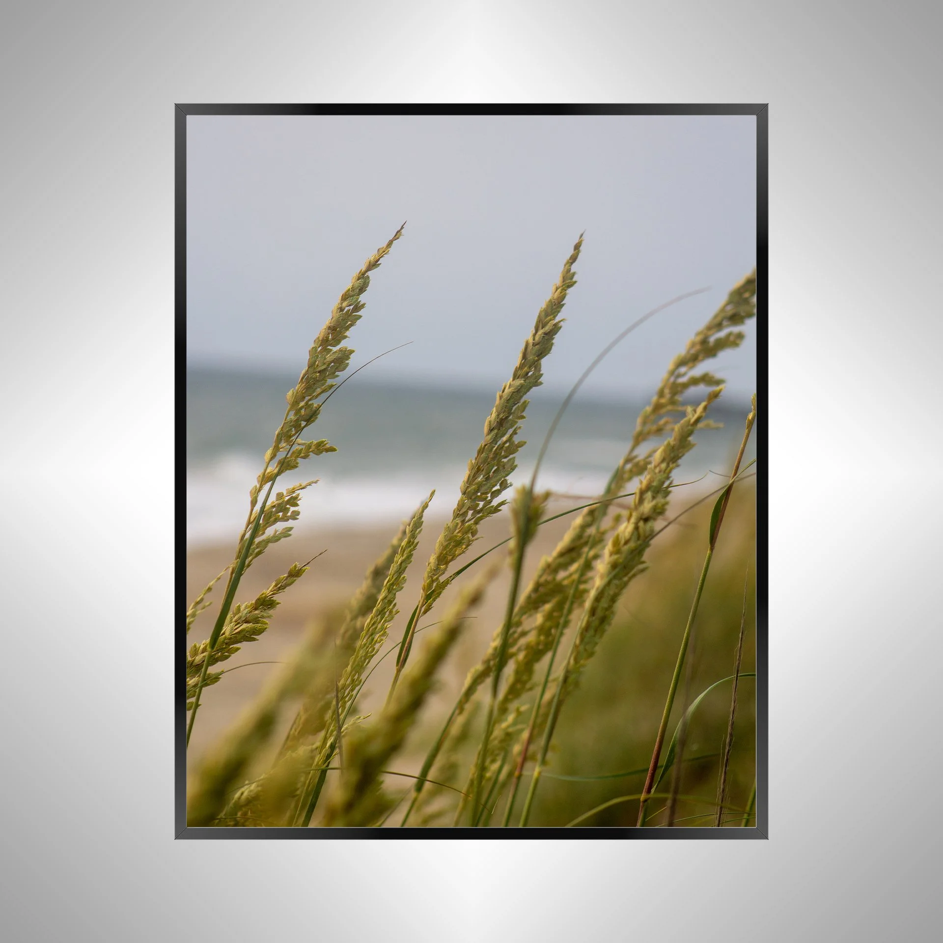 1/1 Rodanthe Dune Oats Group
