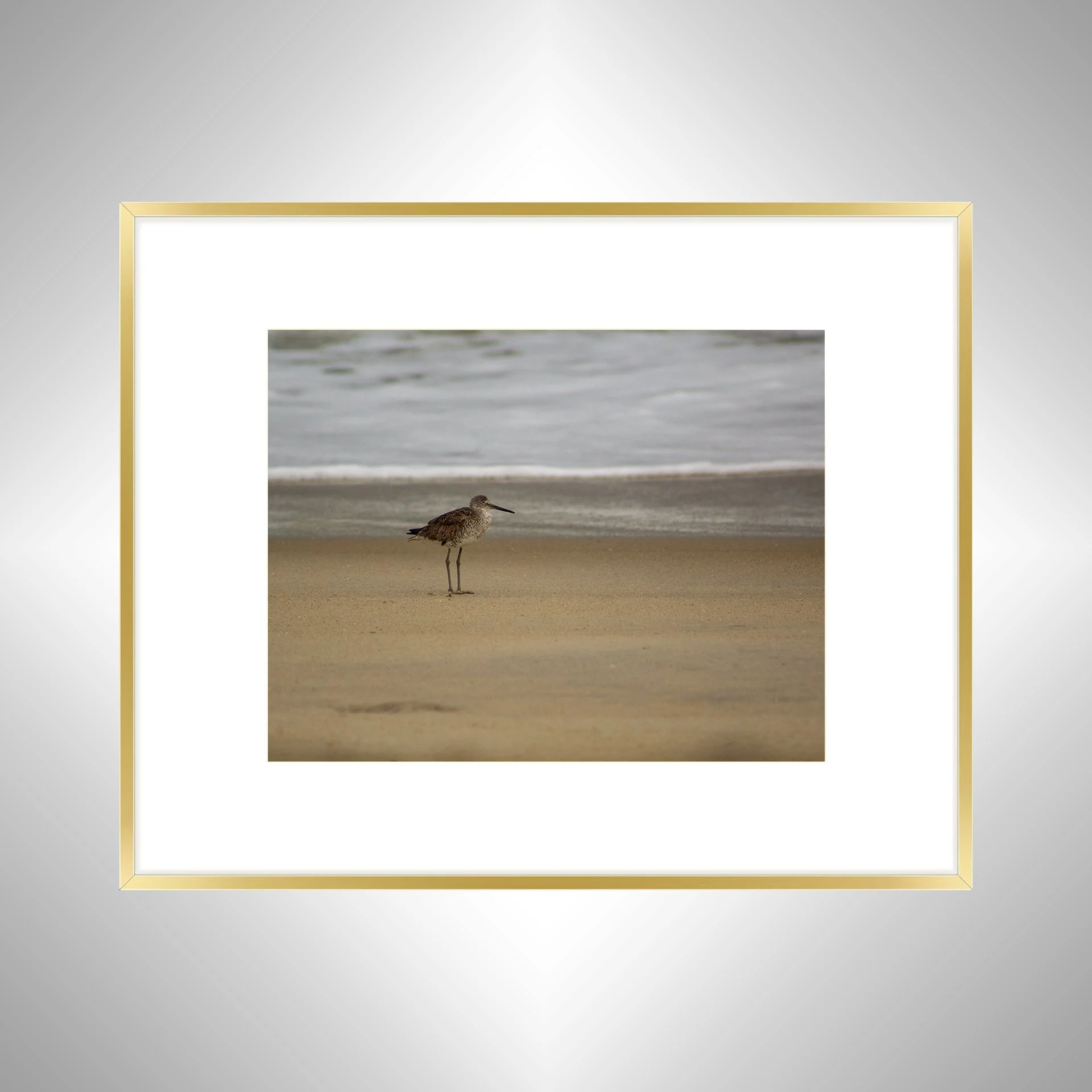 1:10 Willet on Beach-gwb.jpg
