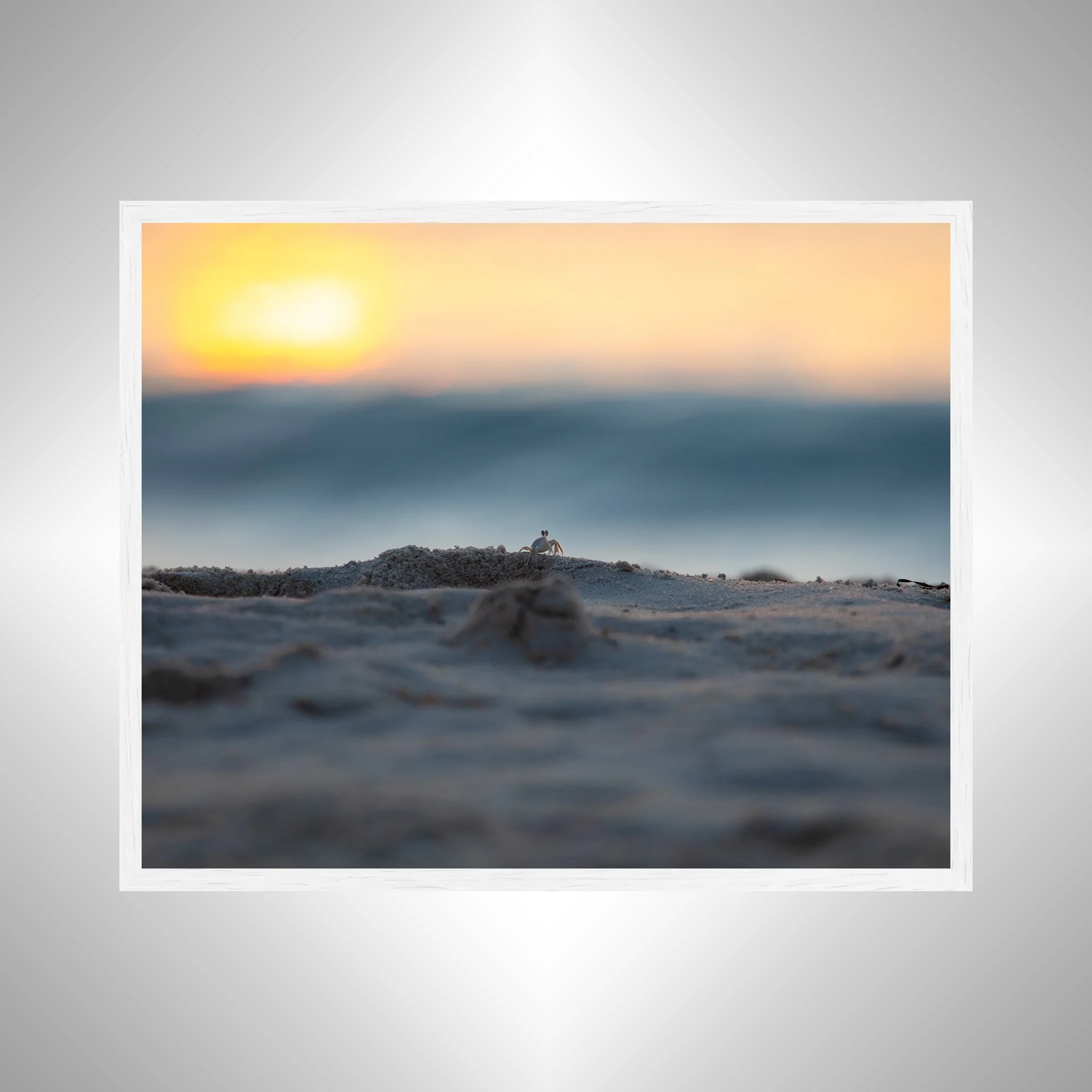 1:10 Ghost Crab Watching Wavebreak in Duck, NC- White.jpg