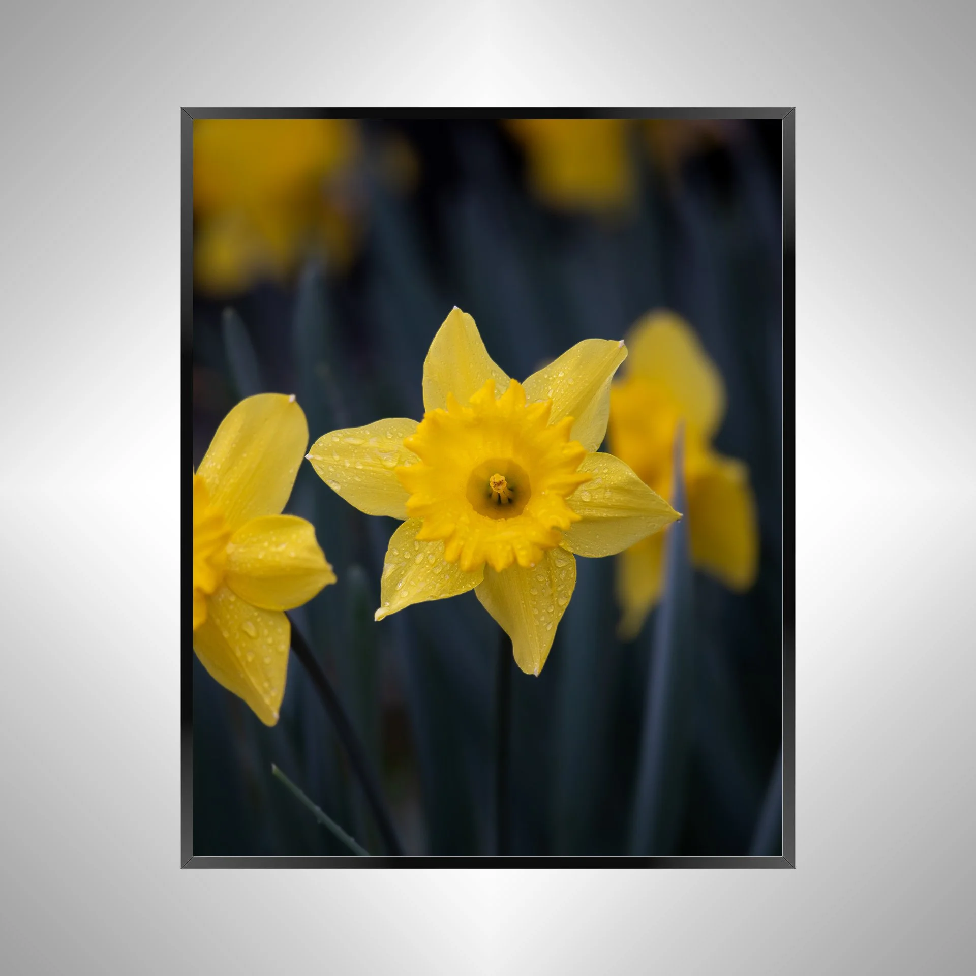 1/10 Yellow King Alfred Daffodil Narcissus