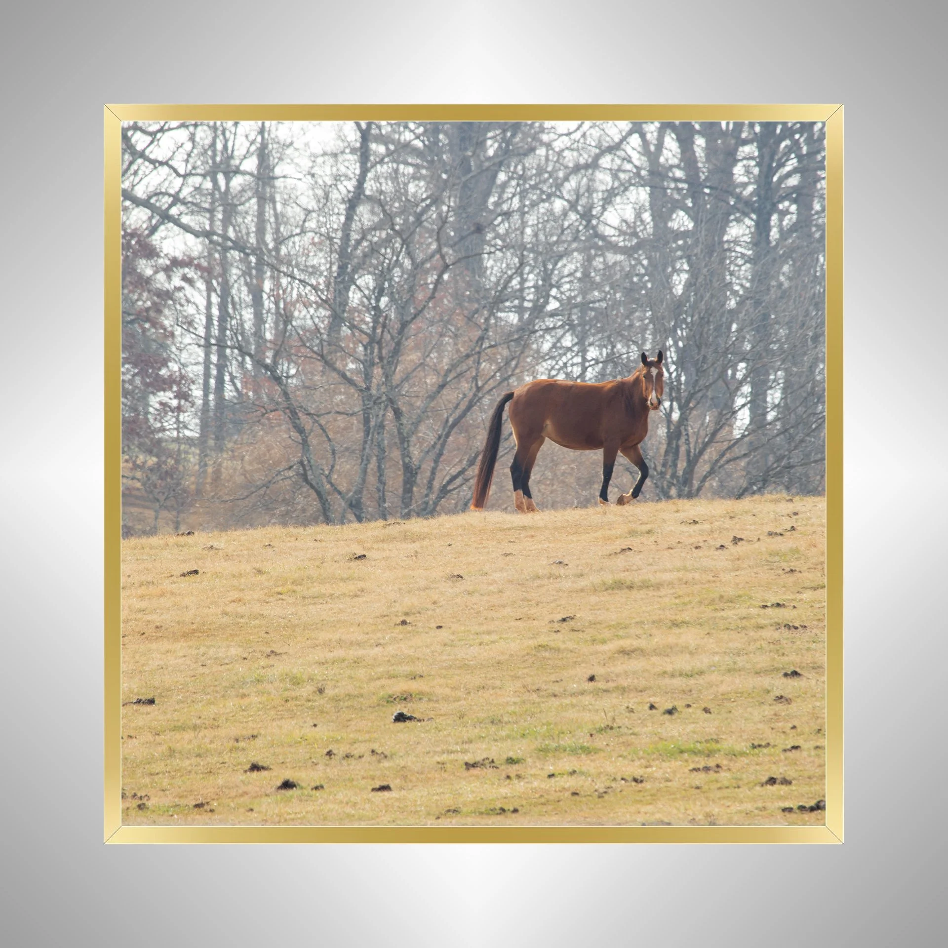 1:10 Shenandoah Horse (Square)- Gold Metal.jpg