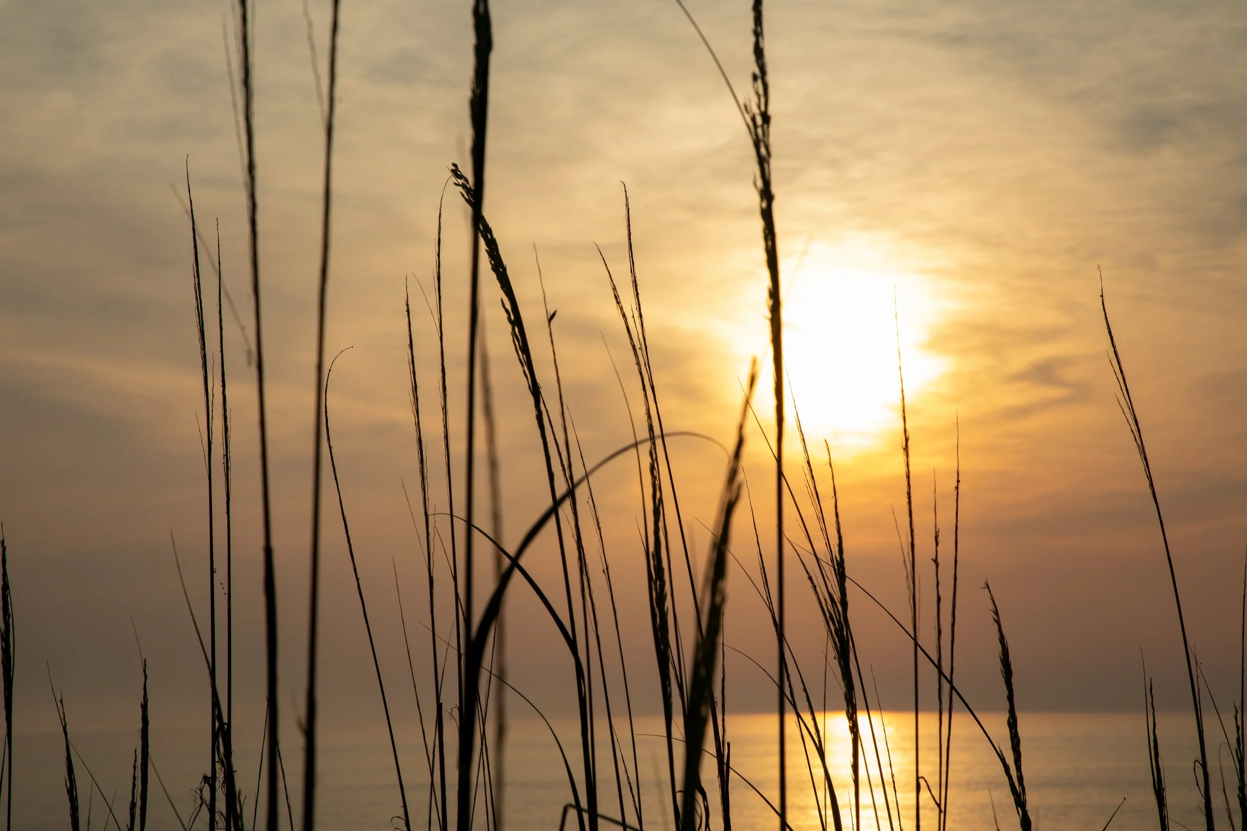 1:1 Sunny Morning thru Dunegrass.jpg