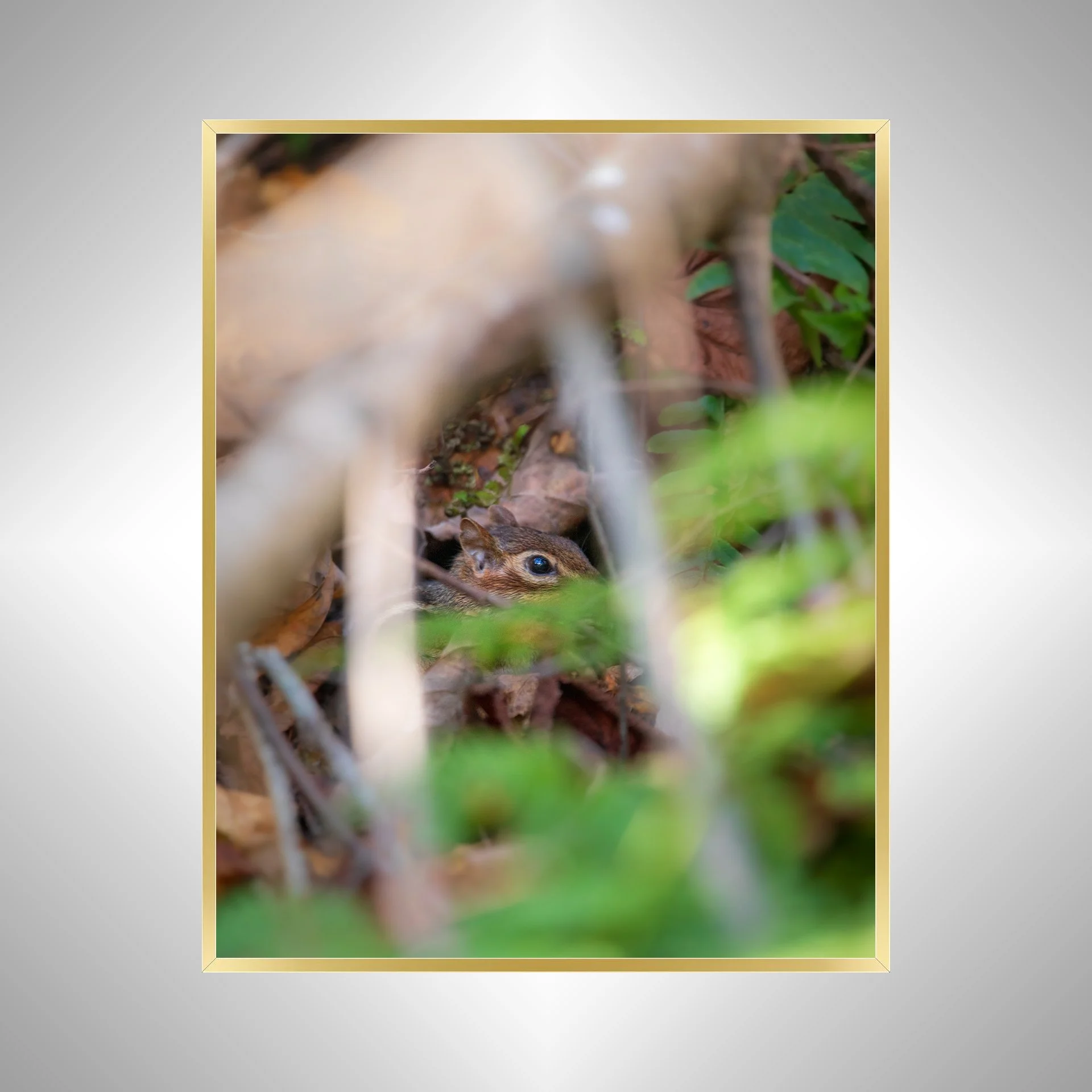 1:1 Shenandoah Mountain Chipmunk thru Foliage- Gold.jpg