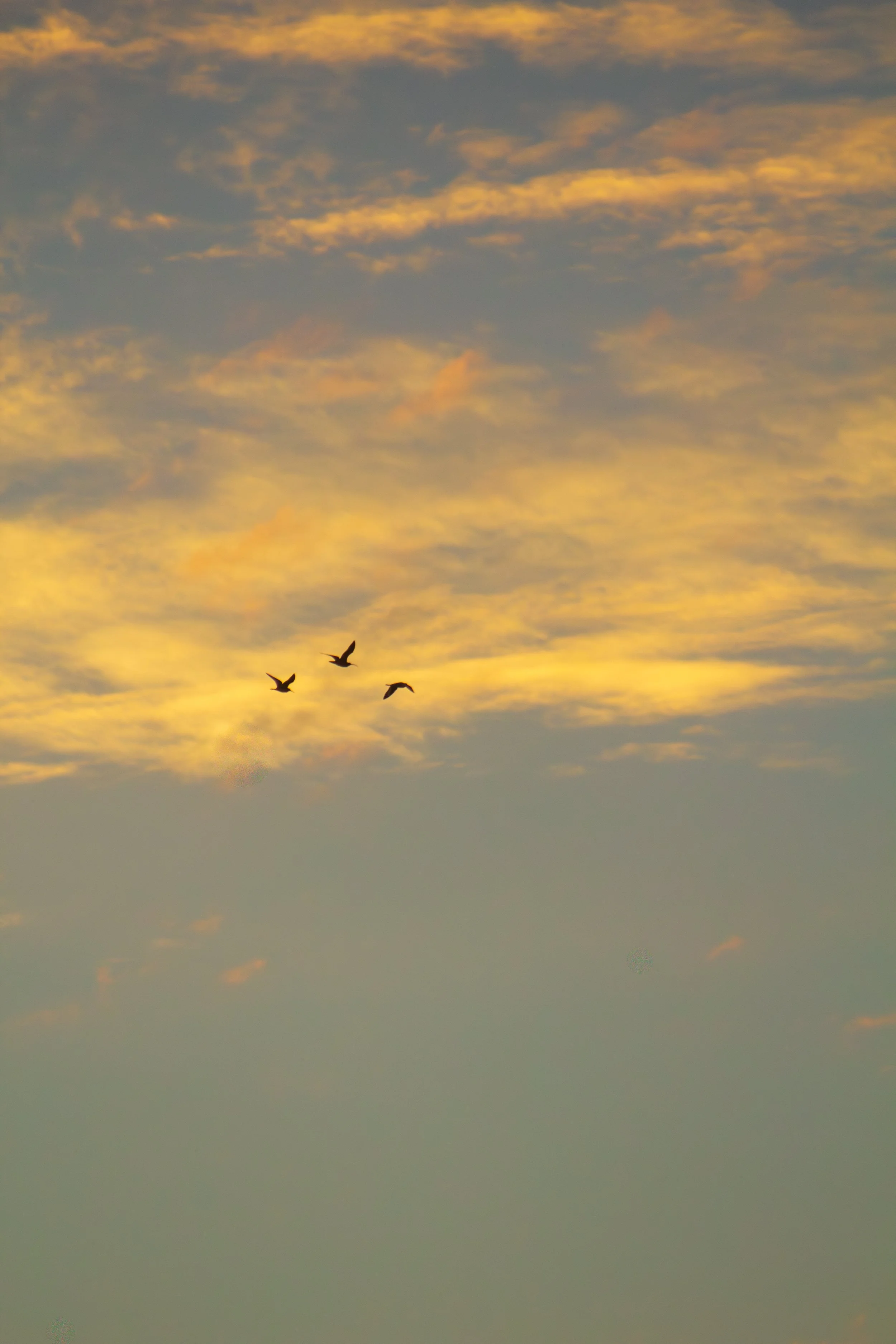 1:1 Trio of Gulls Flying at Sunrise.jpg